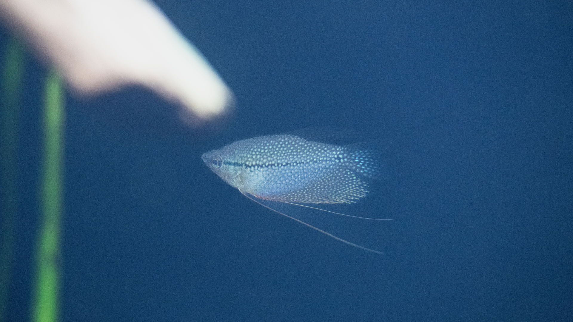 Mosaikfadenfisch (Trichopodus leerii) im Zoo Zürich