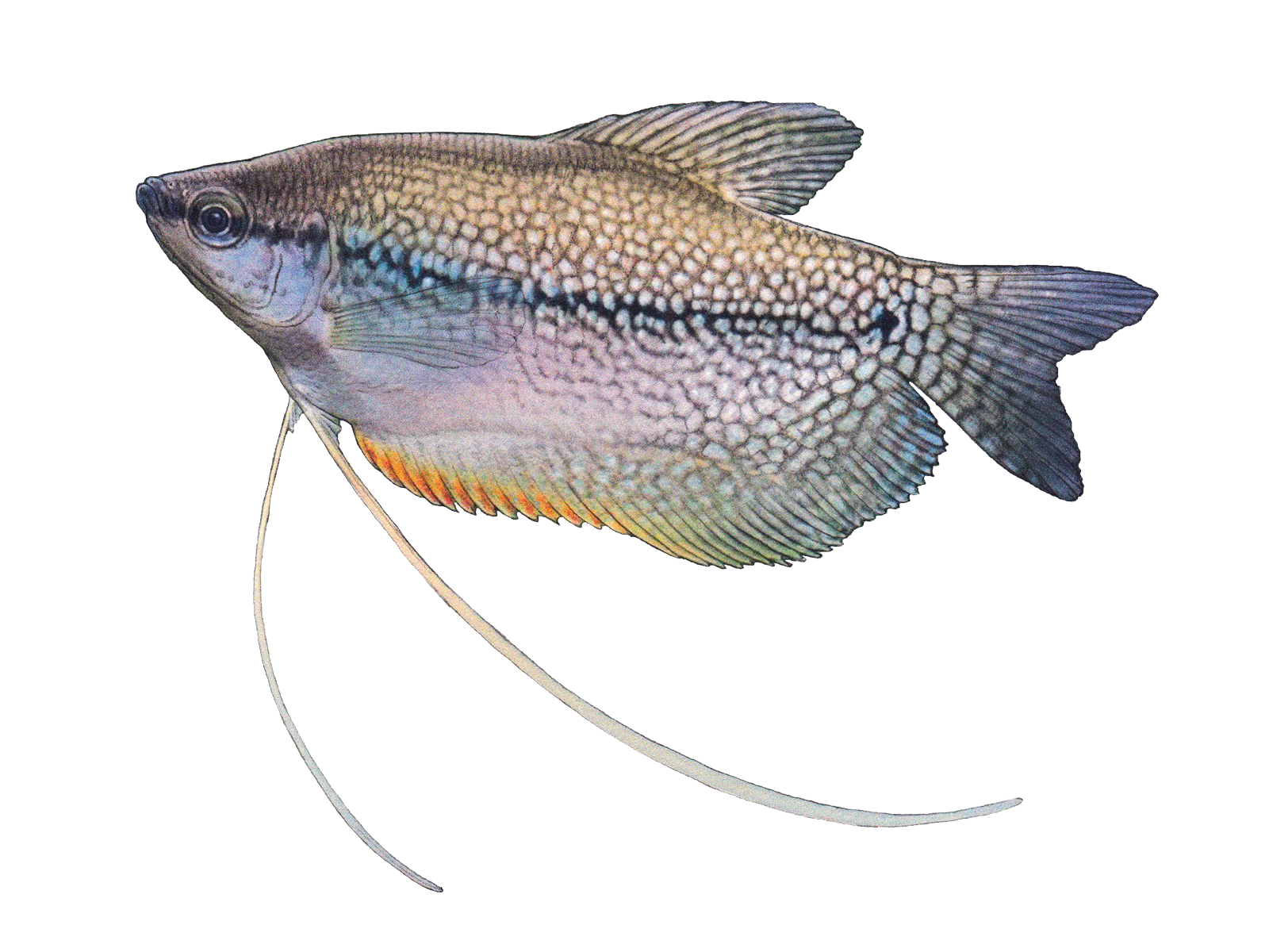 Wissenschaftliche Illustration des Mosaik-Fadenfisches.