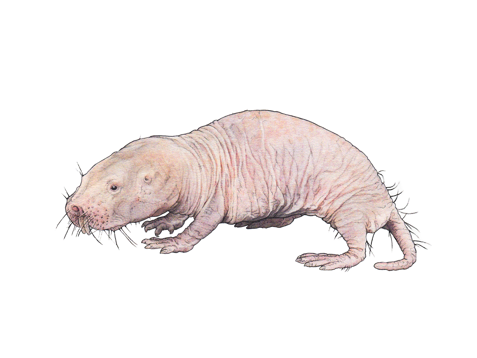 Wissenschaftliche Illustration des Nacktmulls.