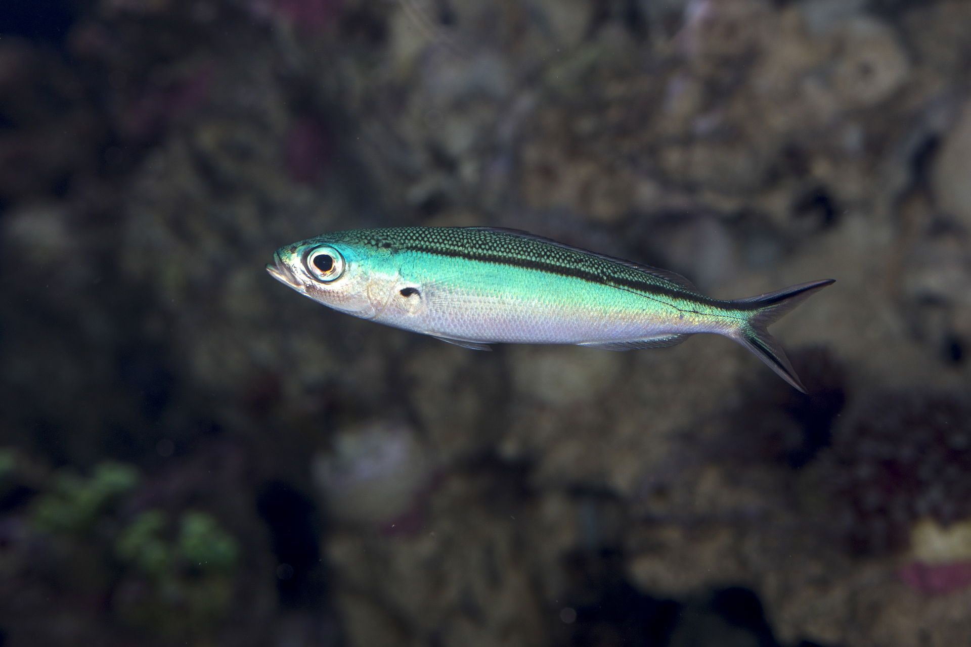 Neonfüsilier im Zoo Zürich