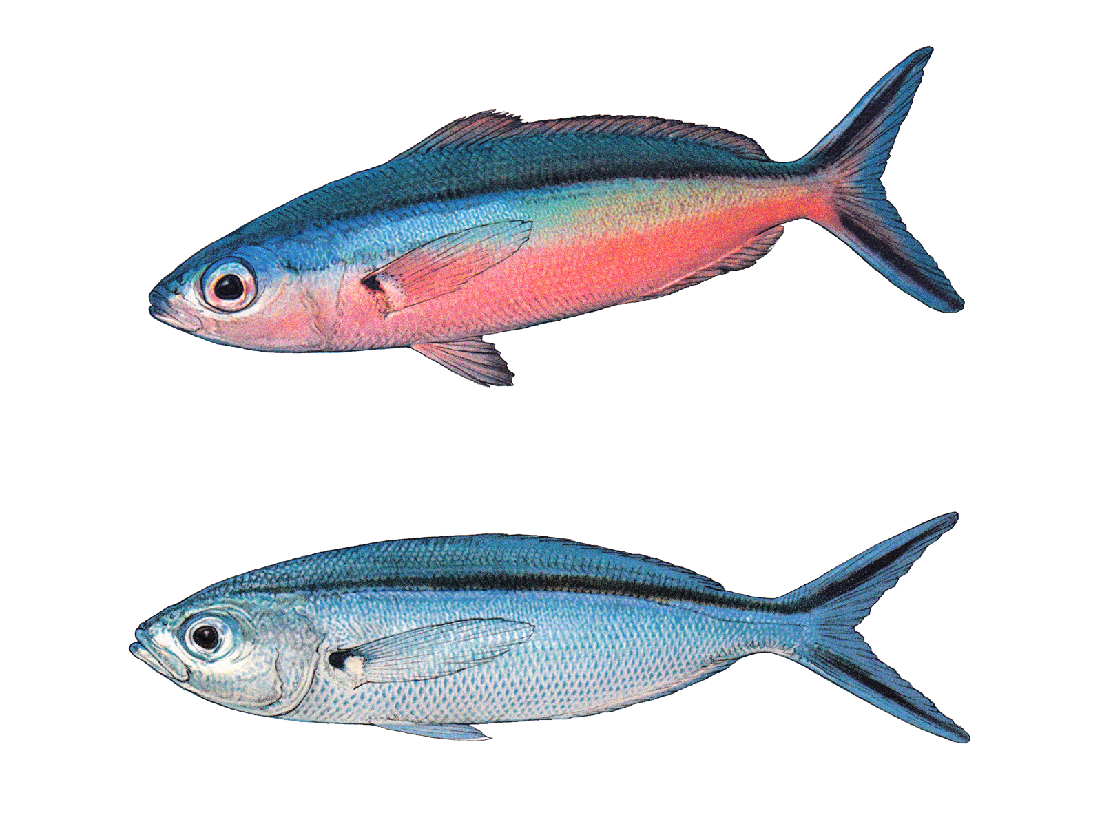 Wissenschaftliche Illustration des Neonfüsiliers.