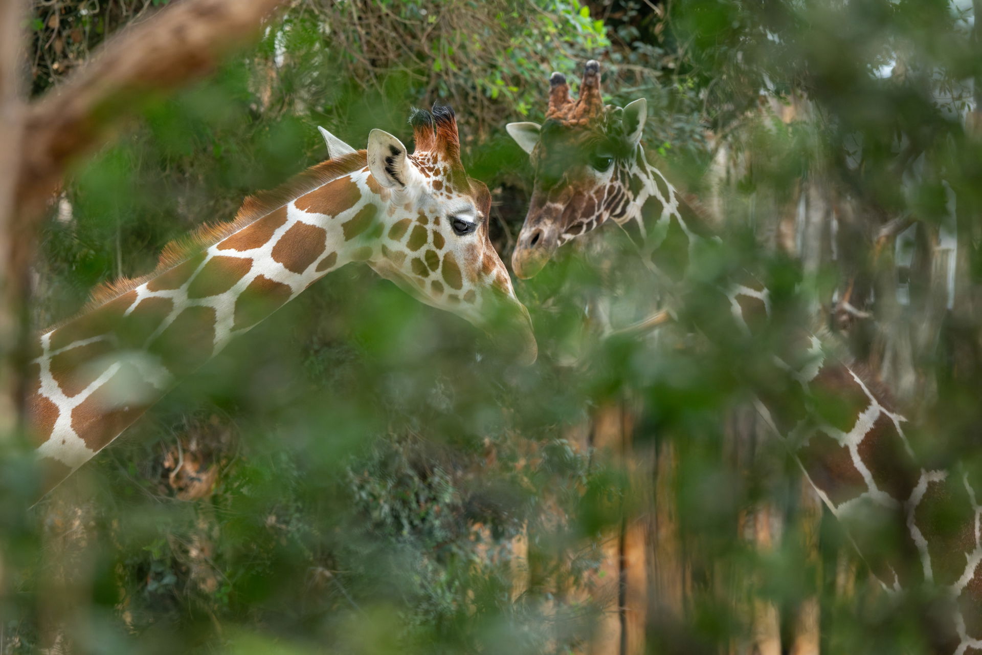 Netzgiraffen (Giraffa camelopardalis reticulata) im Zoo Zürich.