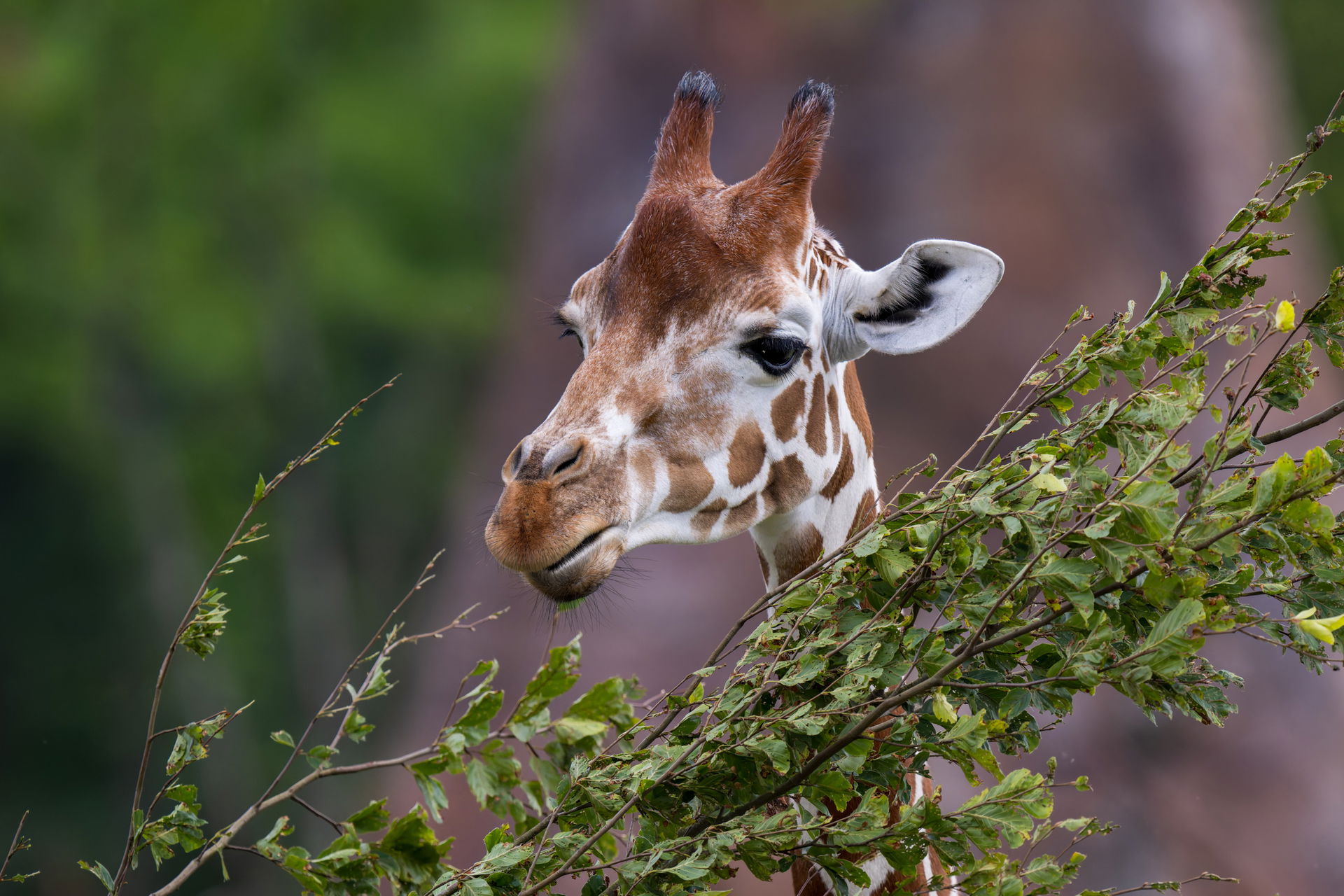 Netzgiraffe (Giraffa reticulata) in der Lewa Savanne des Zoo Zürich