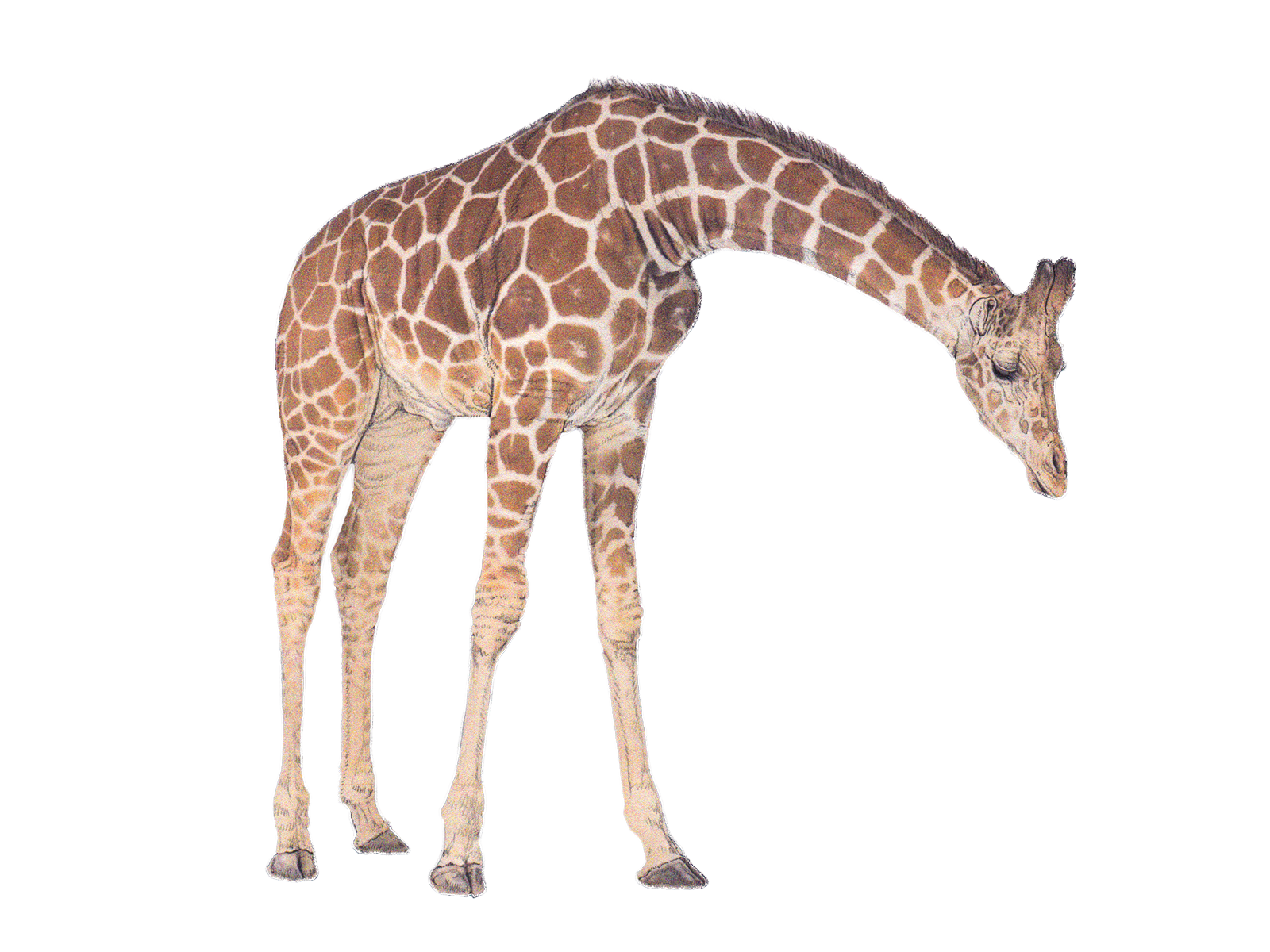 Wissenschaftliche Illustration der Netzgiraffe.