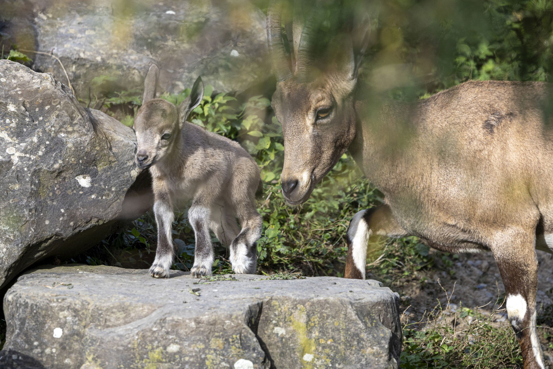 Nubischer Steinbock (Capra nubiana) im Semien Gebirge des Zoo Zürich