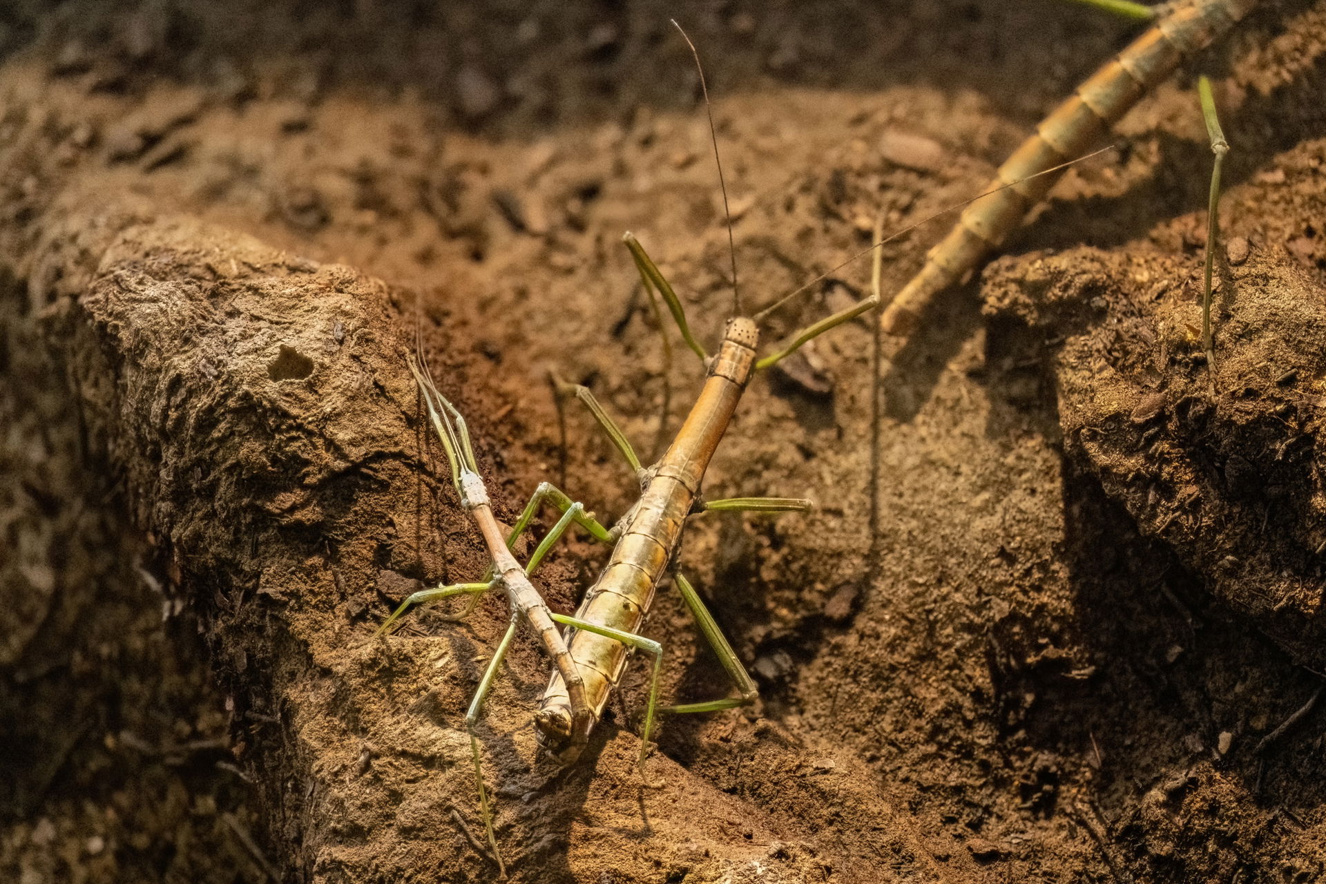 Nui-Chua-Stabschrecke im Zoo Zürich