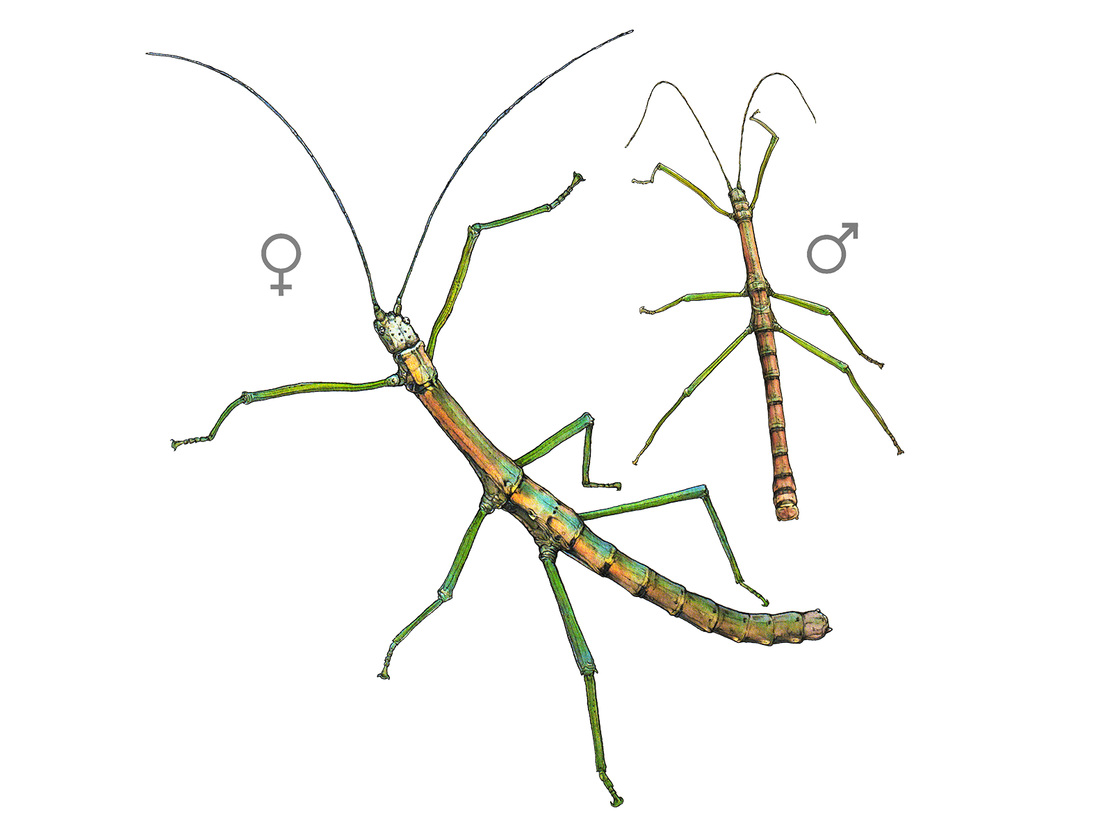 Wissenschaftliche Illustration der Nui-Chua-Stabschrecke.