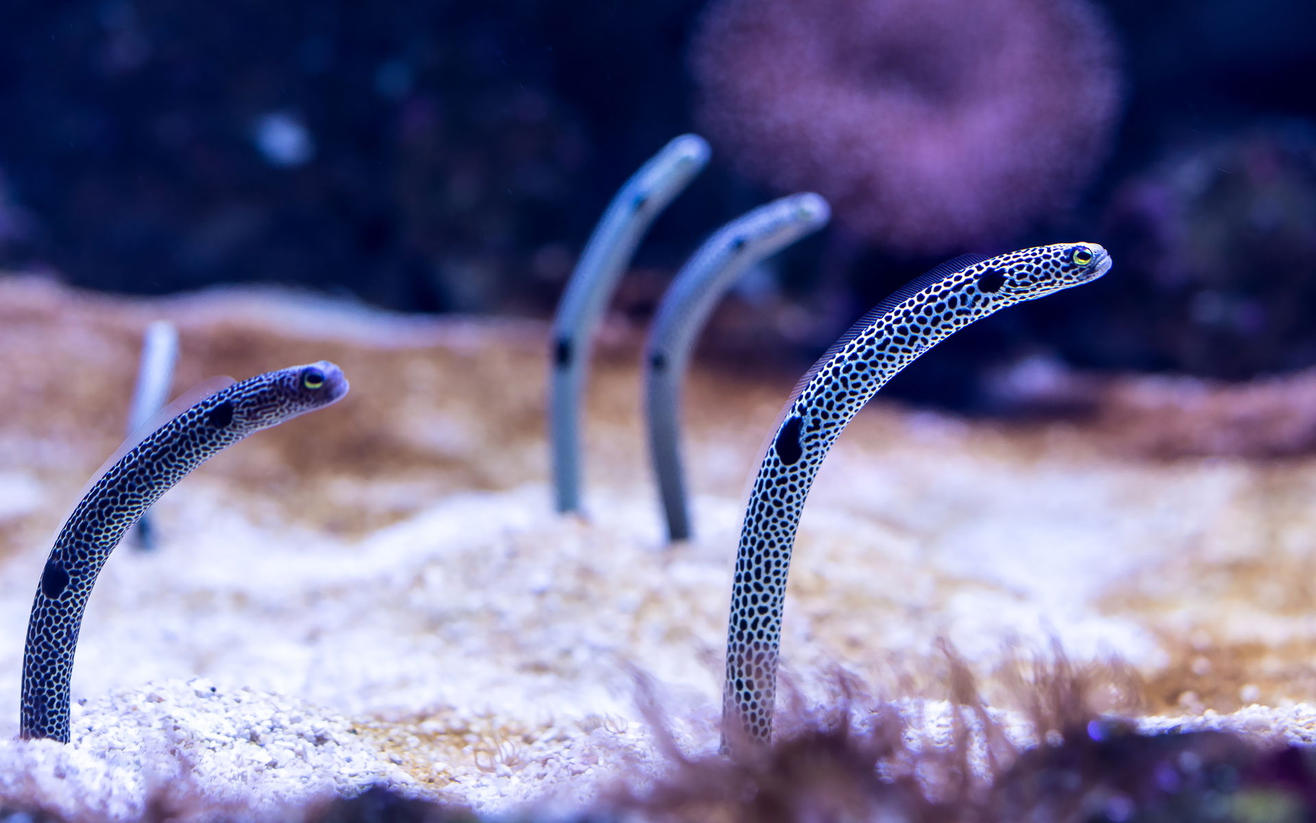 Ohrfleck-Röhrenaale im Aquarium des Zoo Zürich