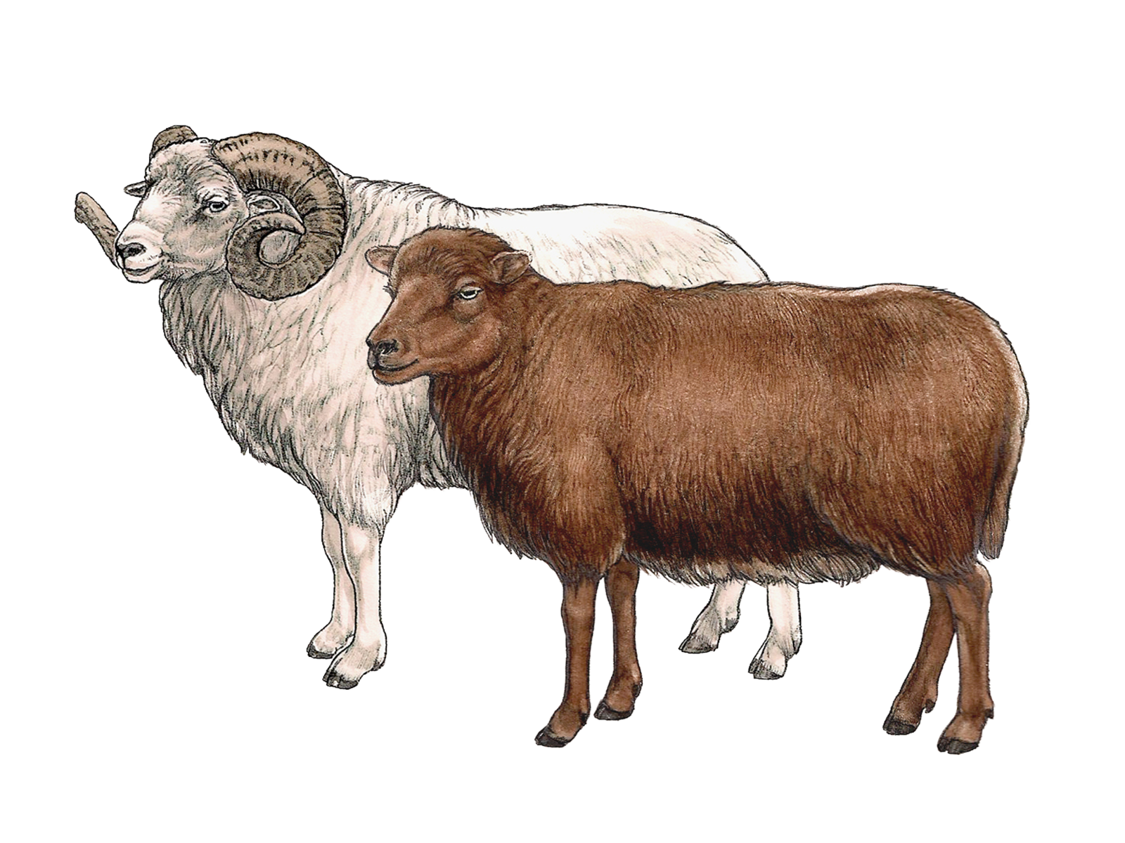 Wissenschaftliche Illustration des Ouessant-Schafs.