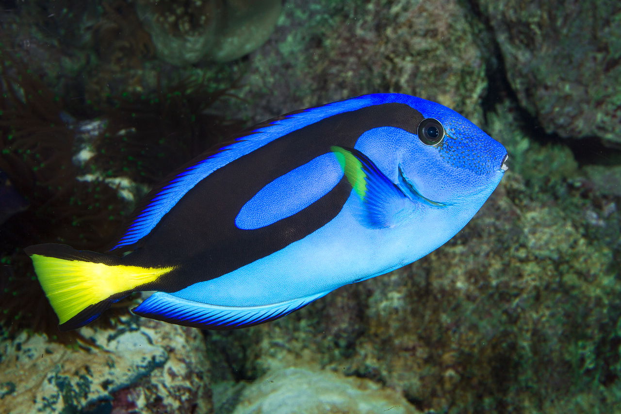 Paletten-Doktorfisch im Zoo Zürich
