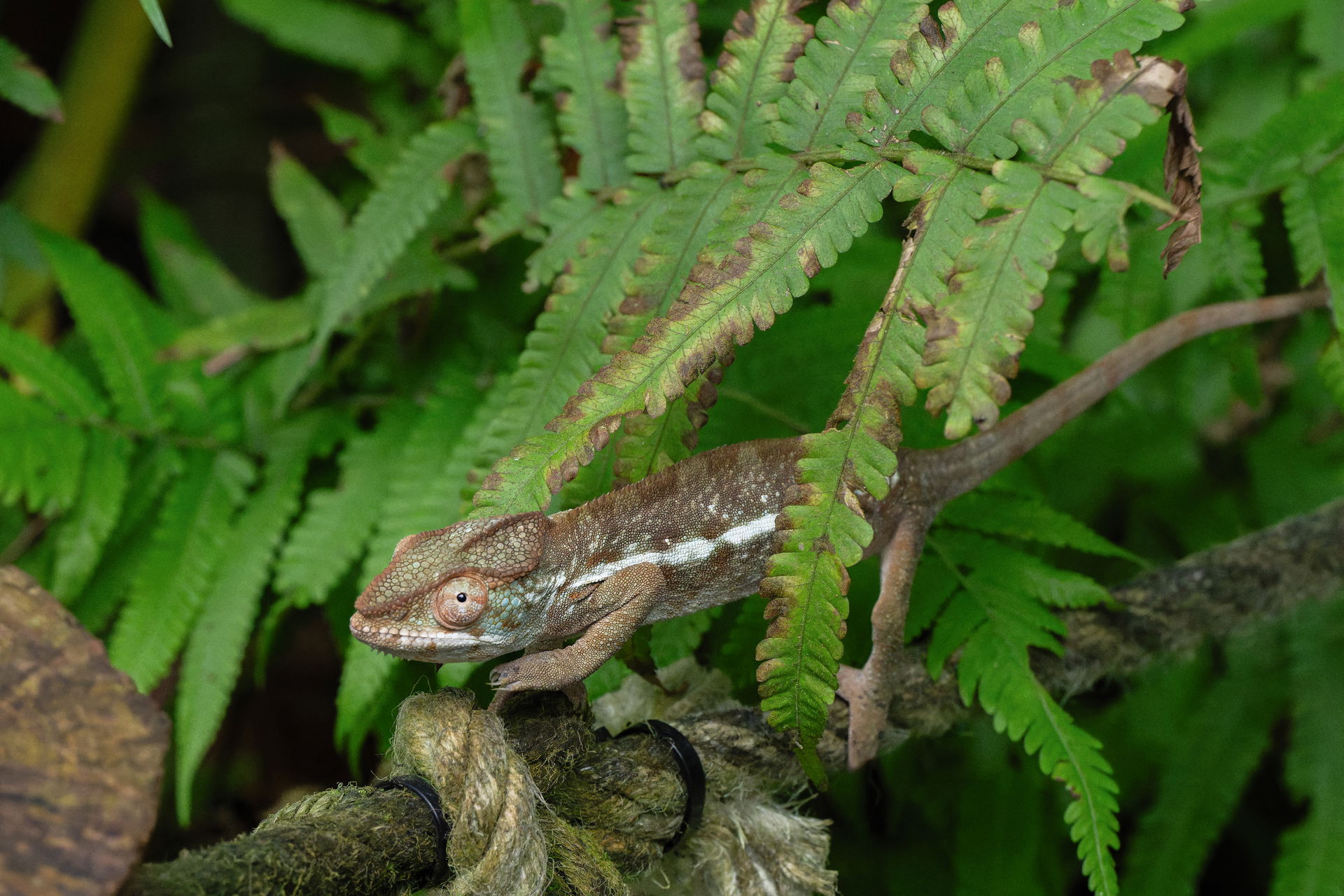 Pantherchamäleon (Furcifer pardalis) im Masoala Regenwald des Zoo Zürich