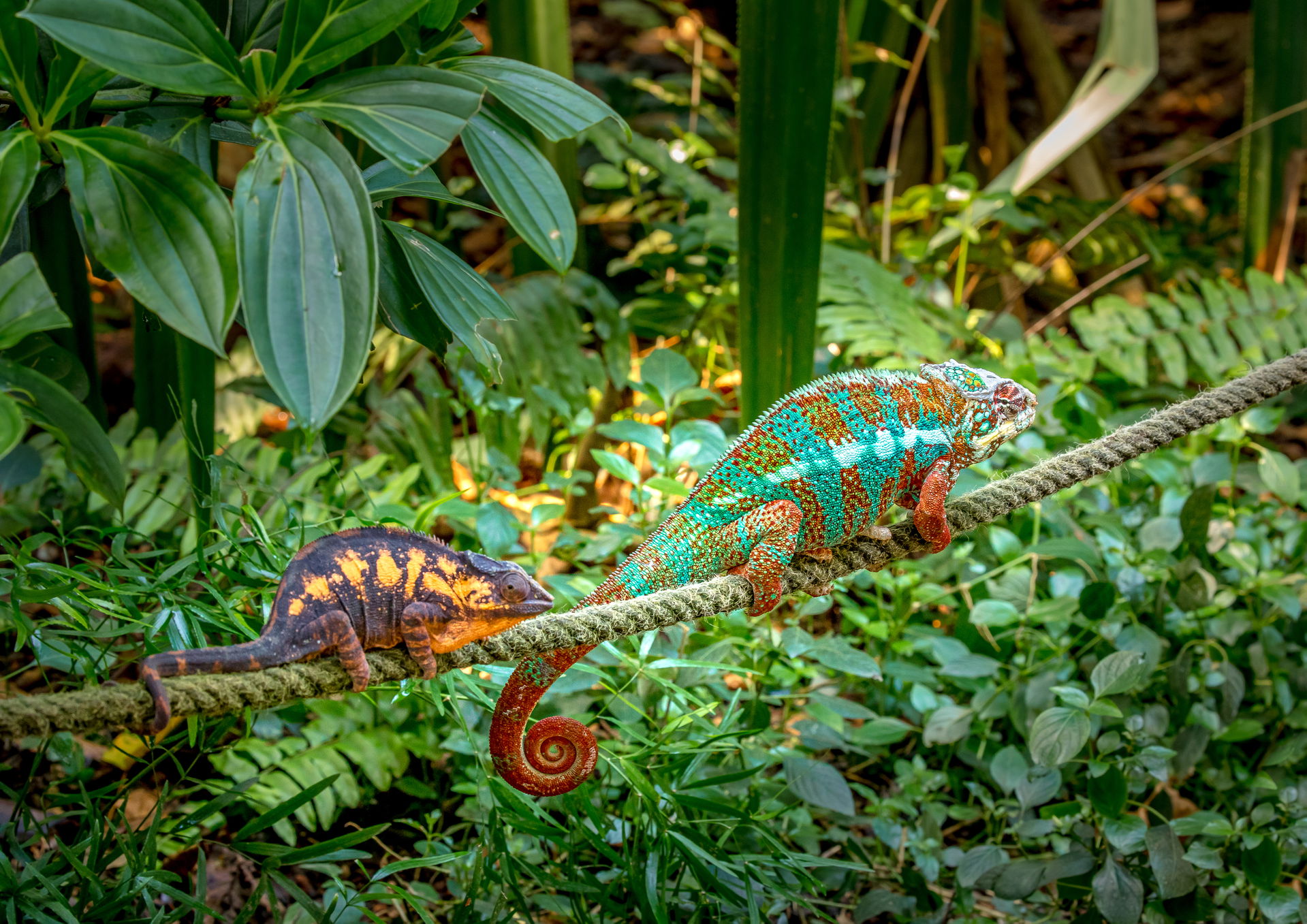 Pantherchamäleons (Furcifer pardalis) im Masoala Regenwald des Zoo Zürich.