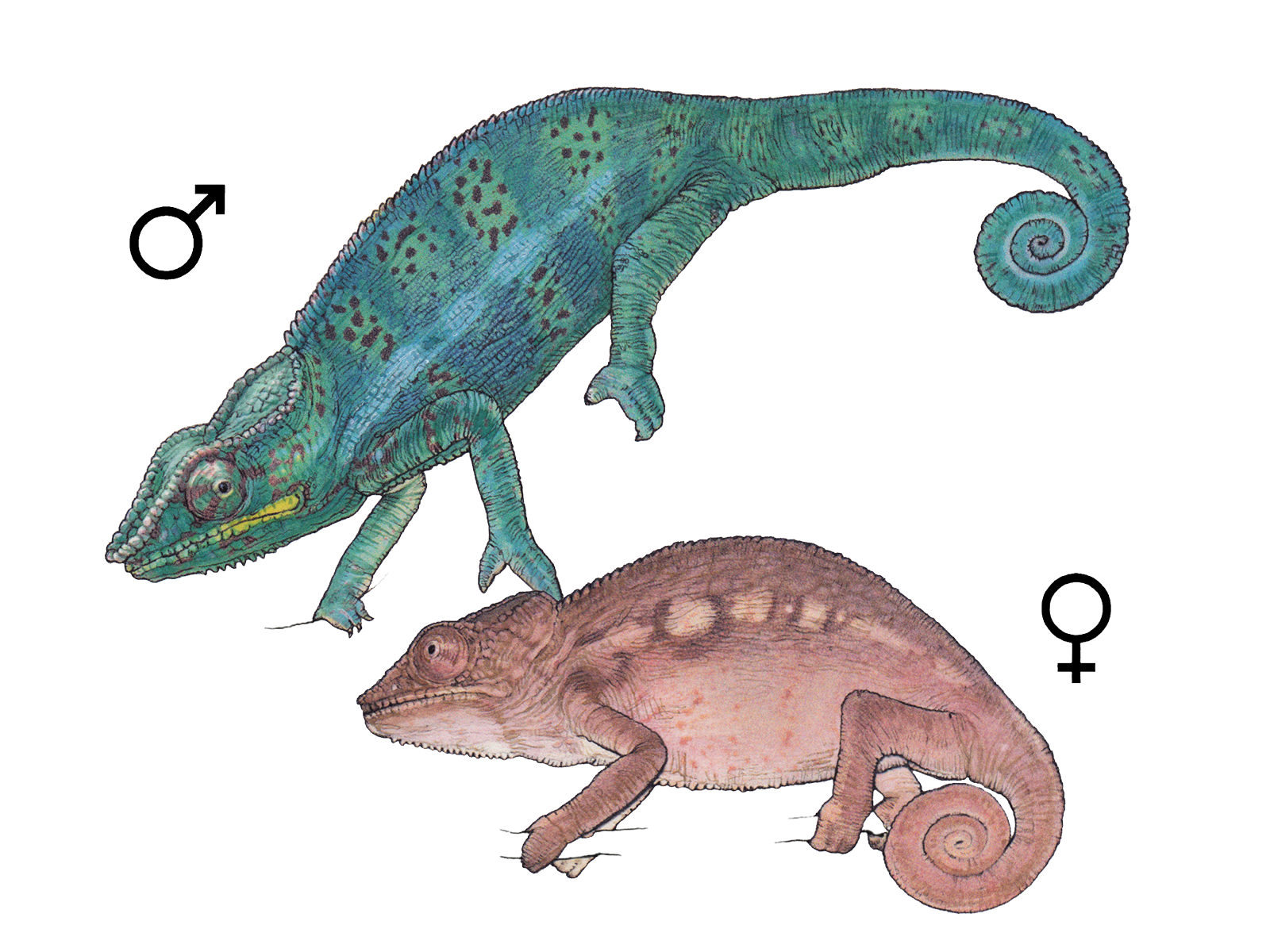 Wissenschaftliche Illustration des Pantherchamäleons.