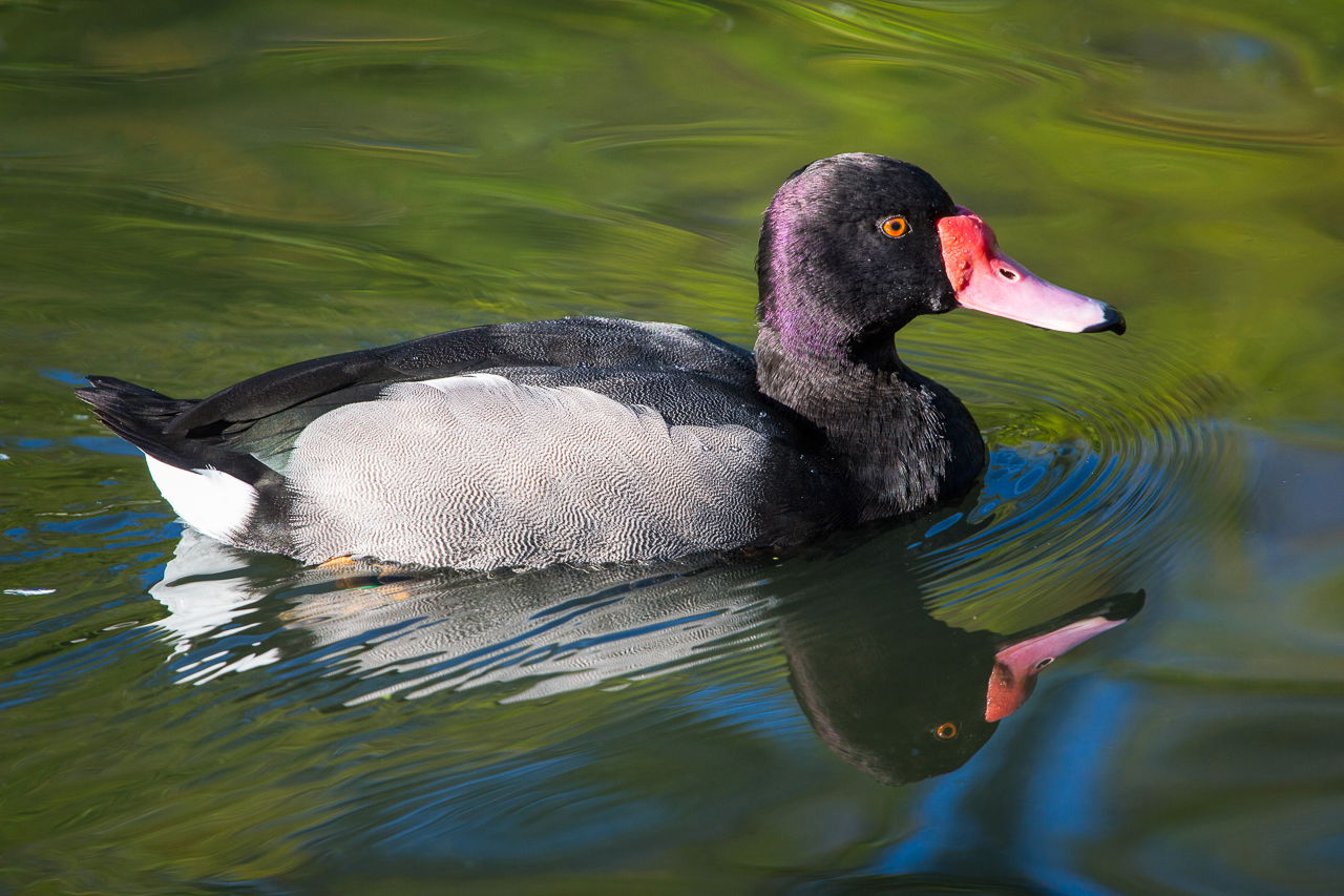 Peposakaente im Zoo Zürich
