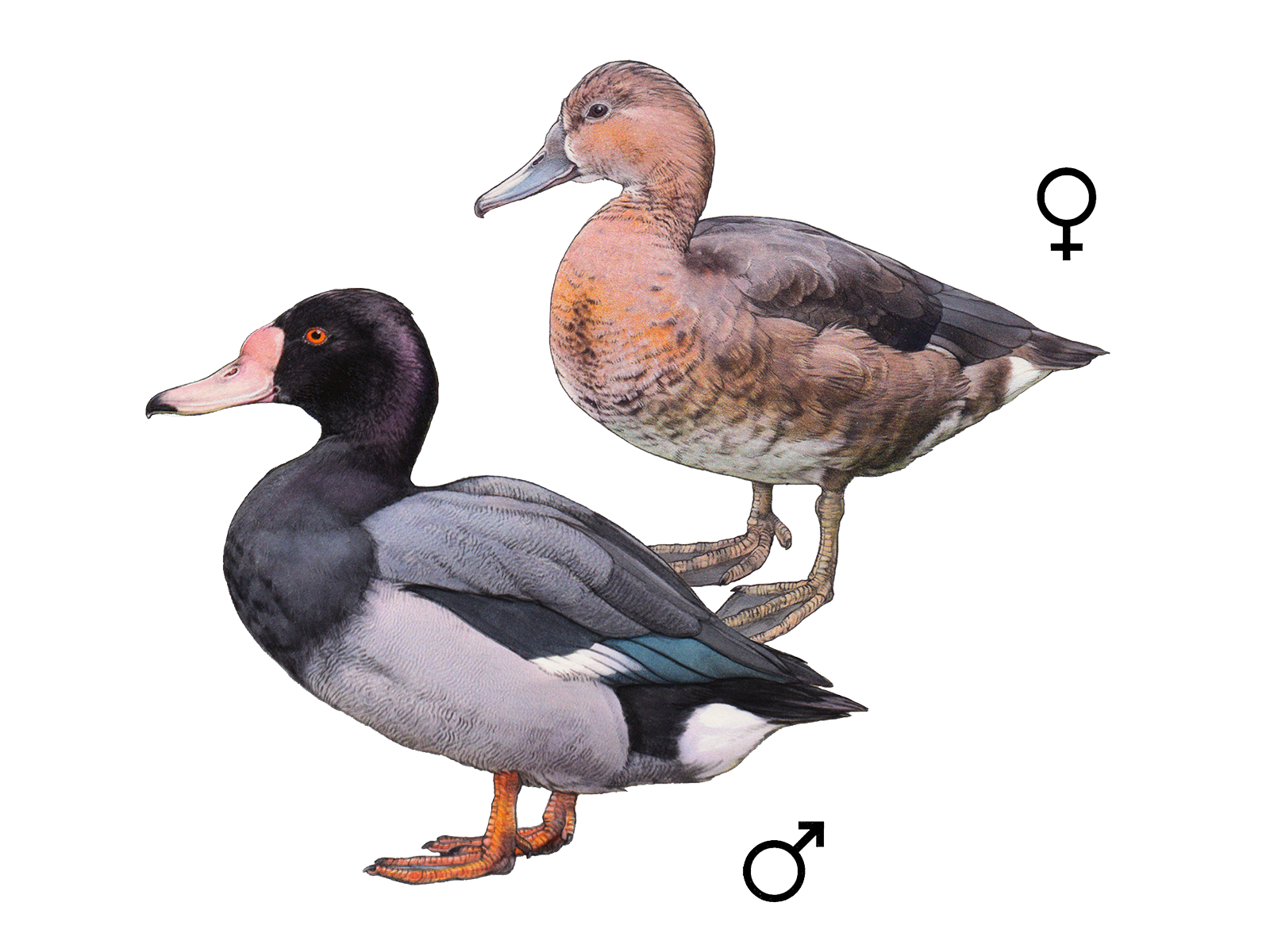 Wissenschaftliche Illustration der Peposakaente.