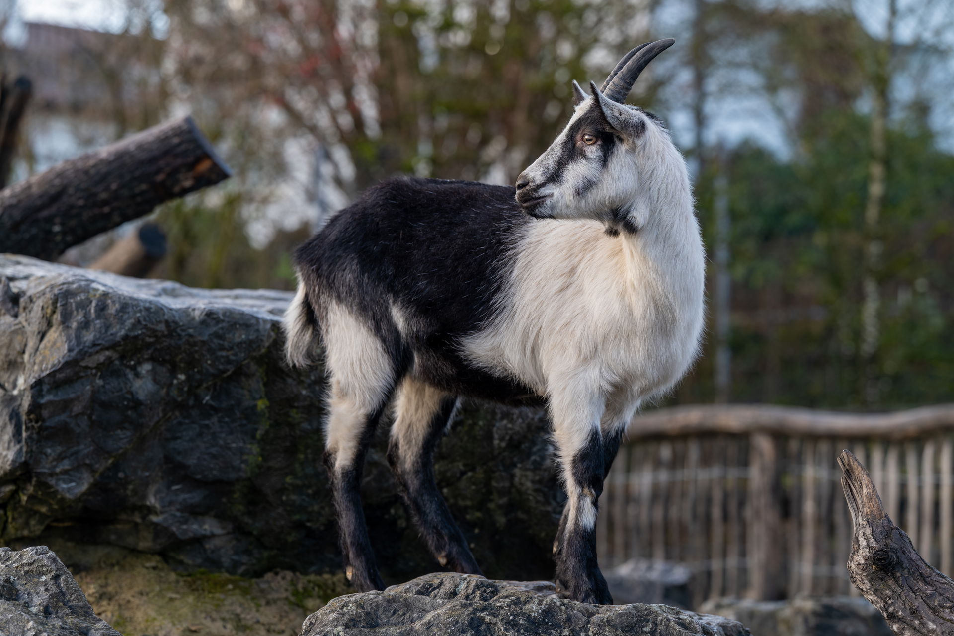 Pfauenziege im Zoolino des Zoo Zürich