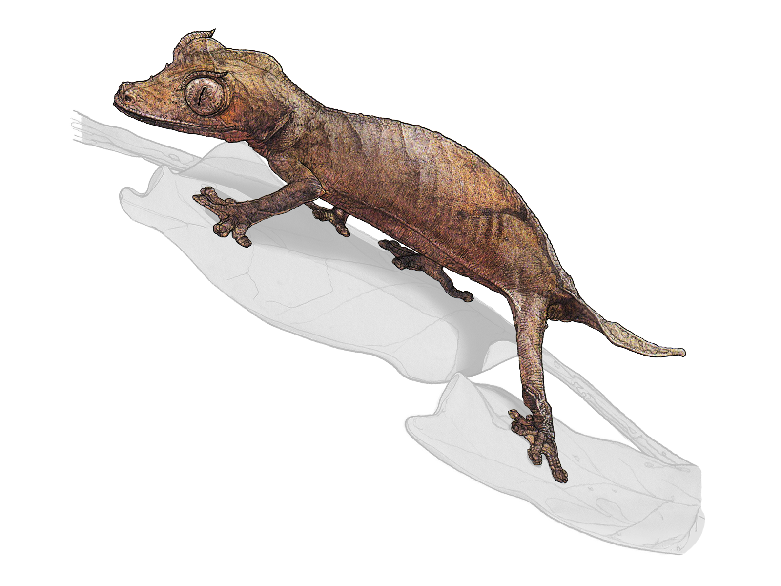 Wissenschaftliche Illustration des Pfeilschwanzgeckos.