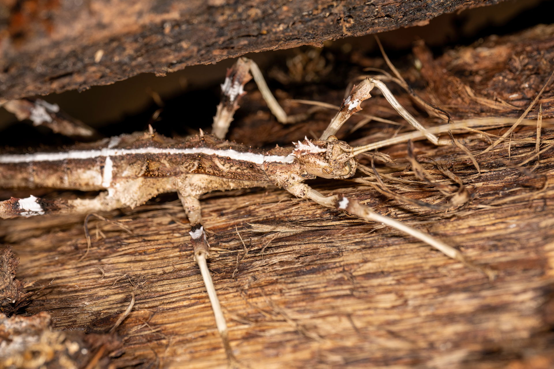 Philippinische Gespenstschrecke im Insektenwald des Zoo Zürich