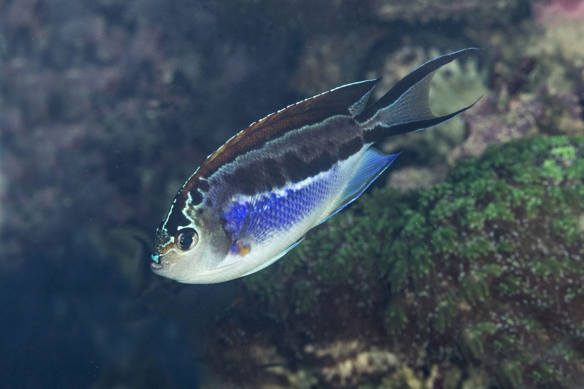 Pracht-Lyrakaiserfisch im Aquarium des Zoo Zürich