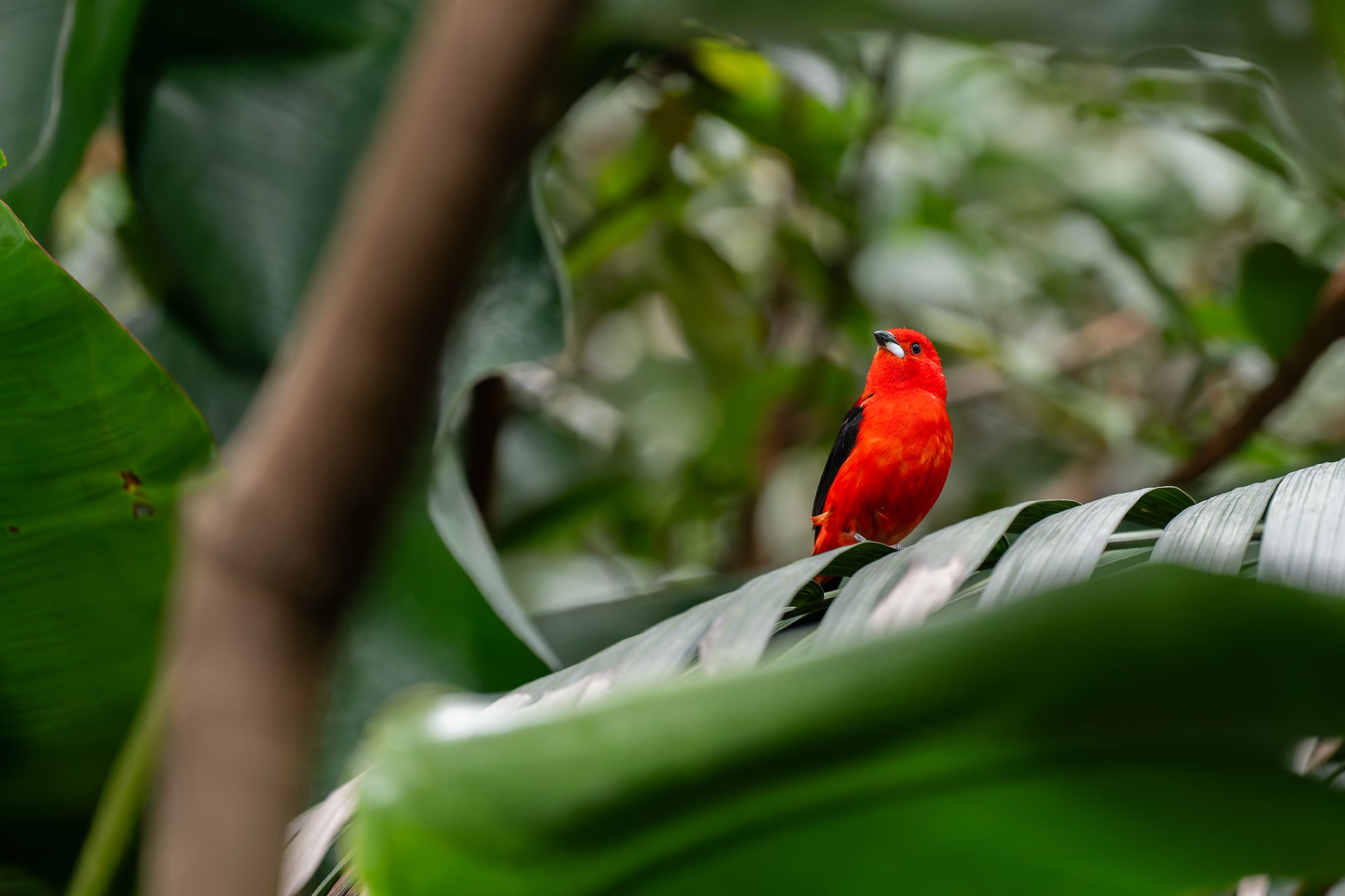 Purpurtangare im Zoo Zürich