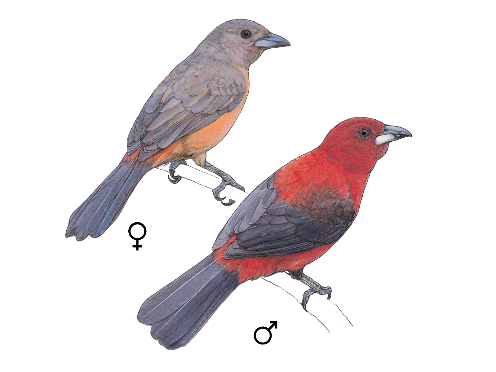 Wissenschaftliche Illustration der Purpurtangare.