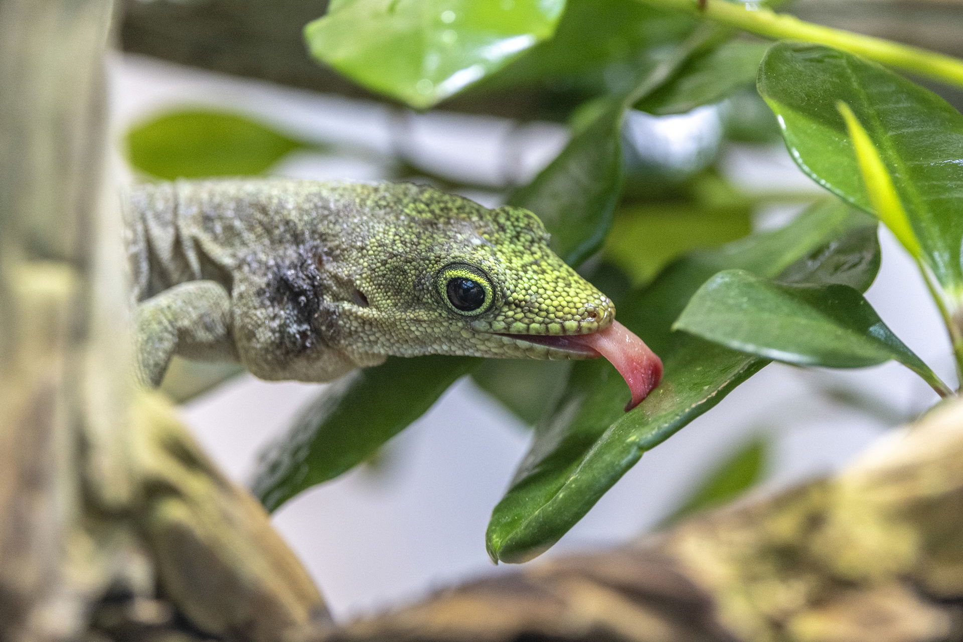 Querstreifen-Taggecko (Phelsuma standingi) im Zoo Zürich