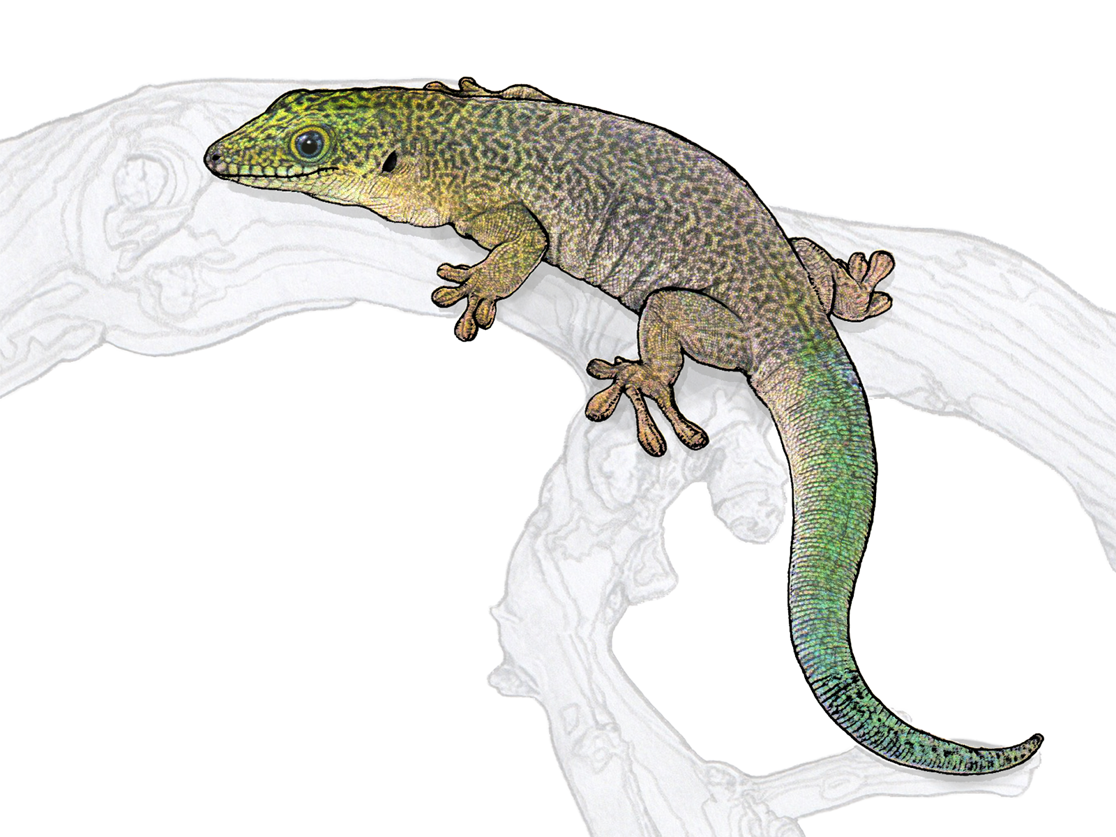 Wissenschaftliche Illustration des Querstreifen-Taggeckos.