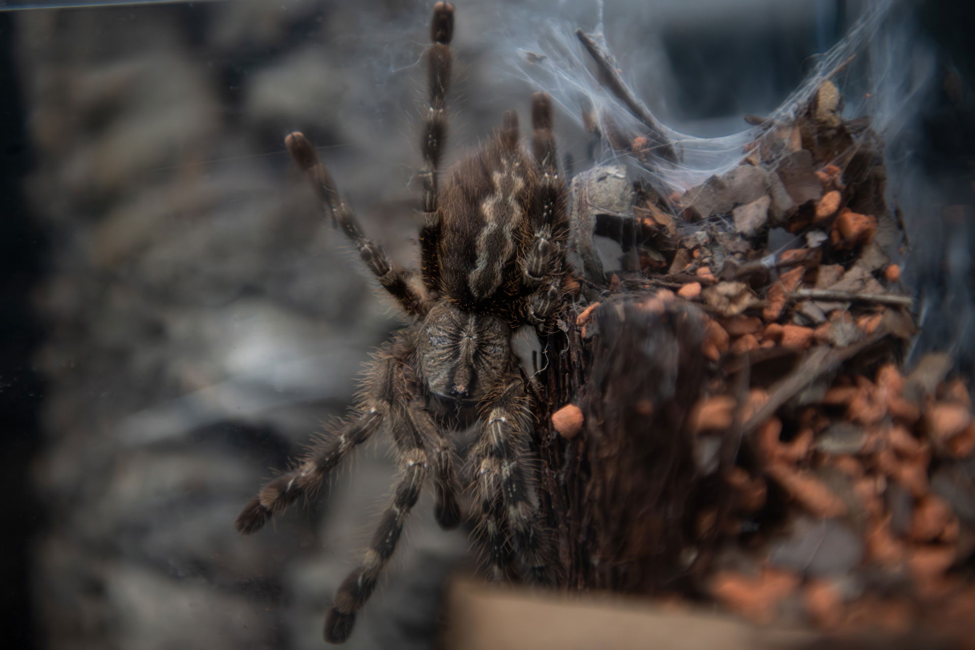 Rameshwaram-Ornamentvogelspinne im Terrarium des Zoo Zürich