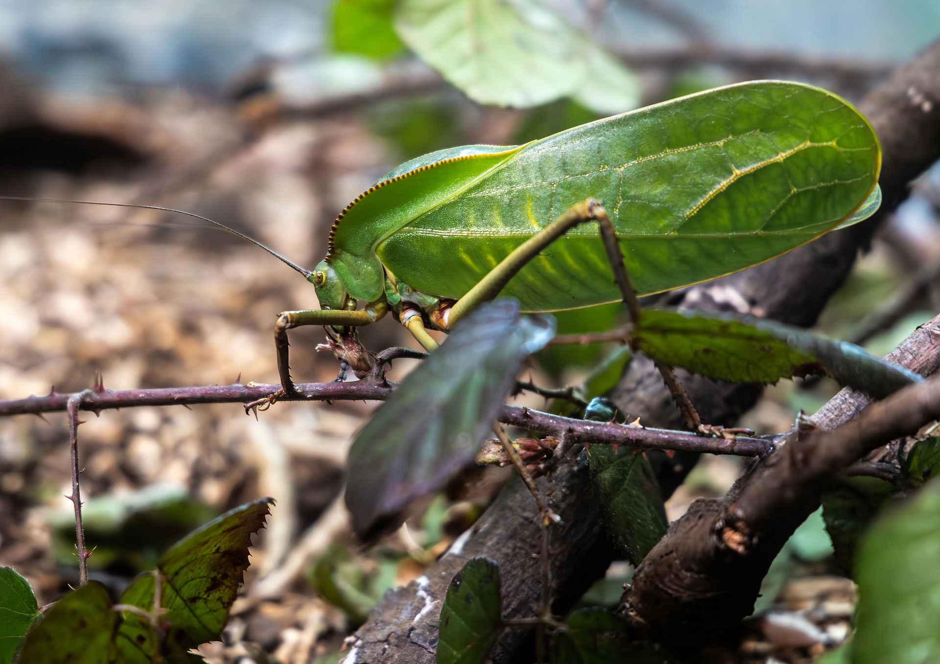 Riesenblattschrecke im Insektenwald des Zoo Zürich