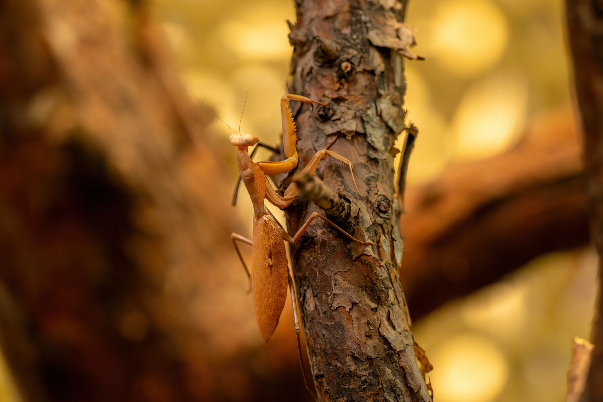 Riesenschildmantis im Insektenwald des Zoo Zürich.