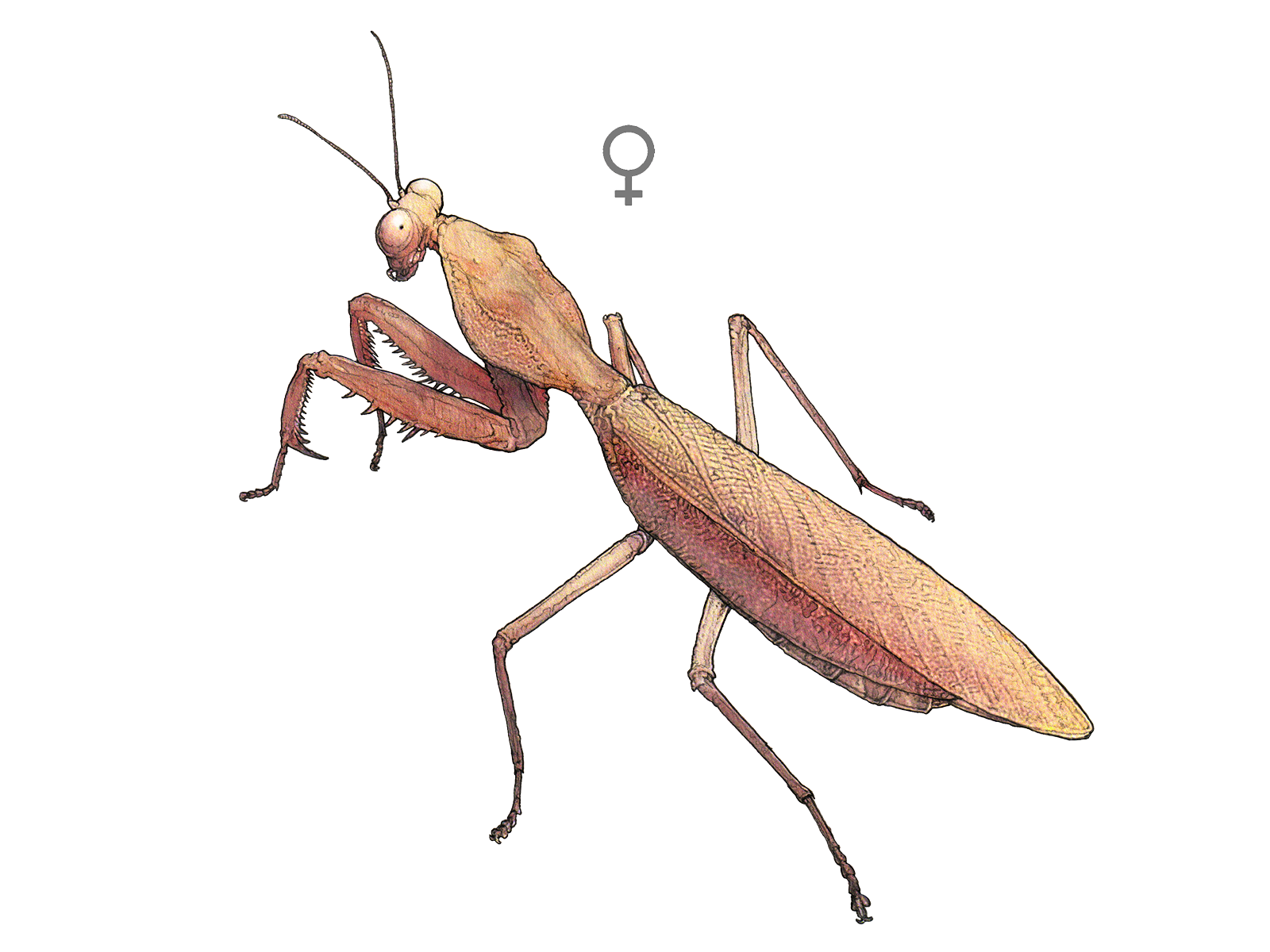 Wissenschaftliche Illustration der Riesenschildmantis.
