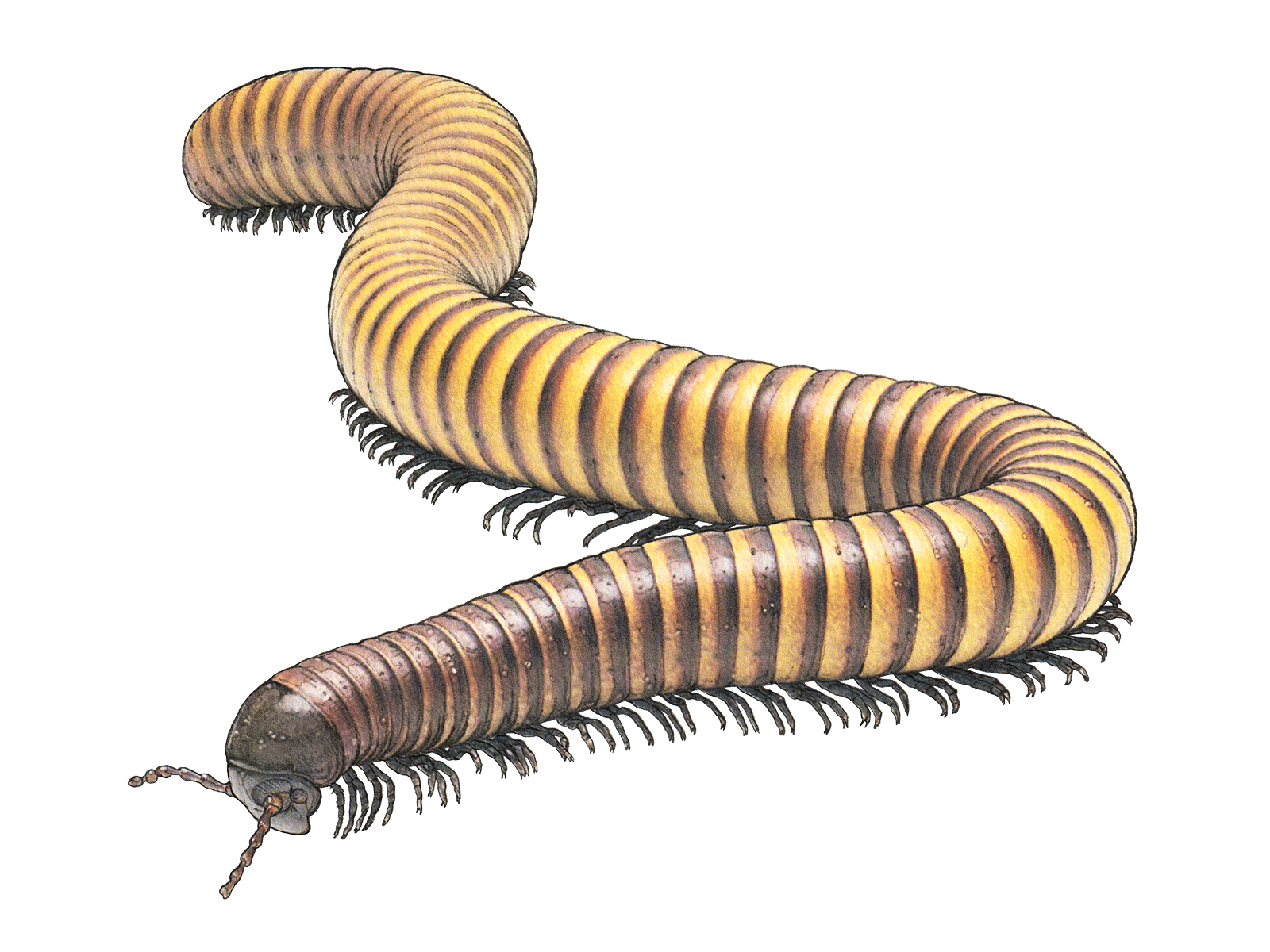 Wissenschaftliche Illustration des Riesentausendfüssers.