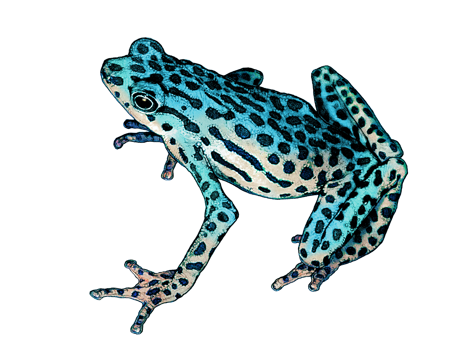 Wissenschaftliche Illustration der Rio-Pescado-Stummelfusskröte.