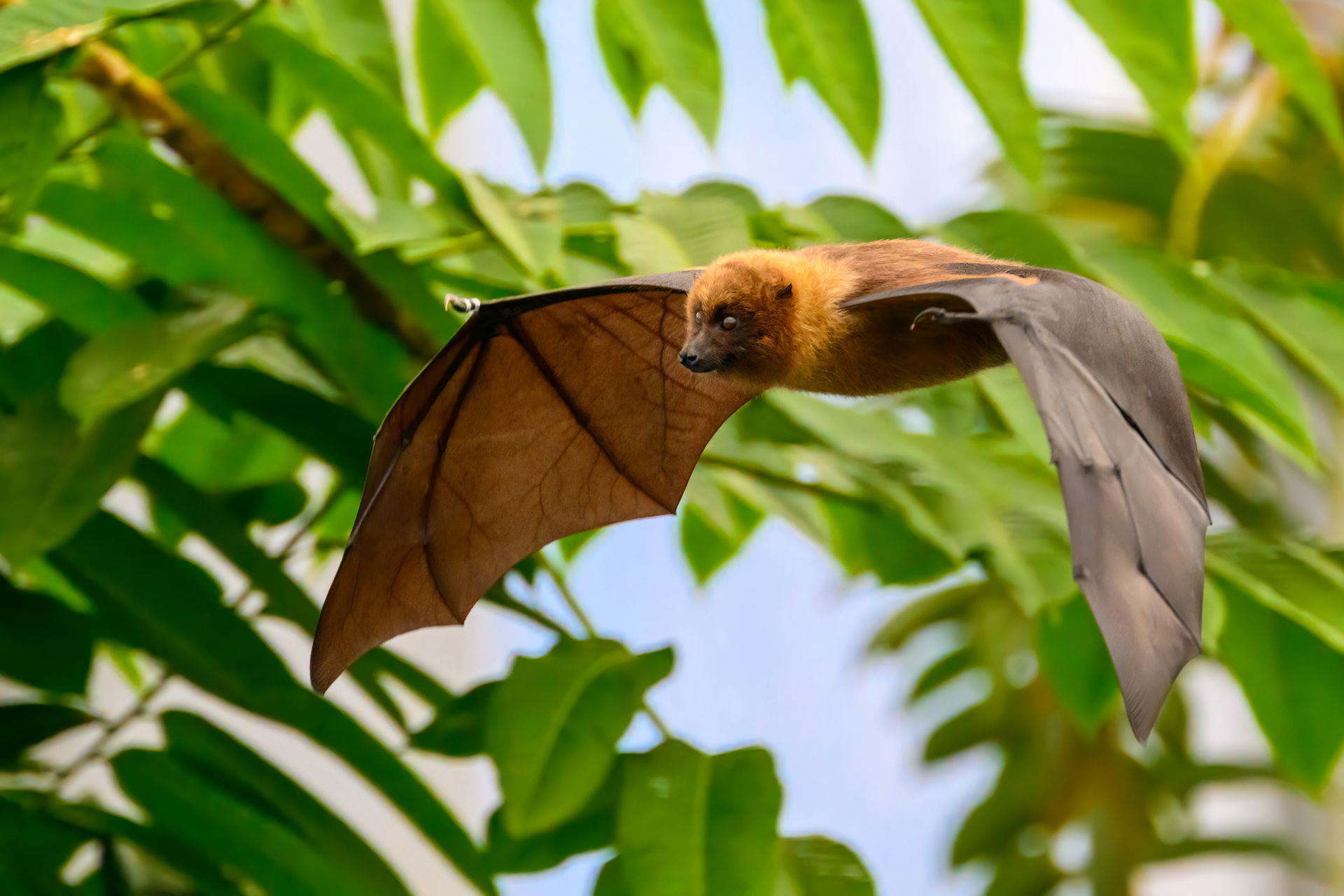 Rodrigues-Flughund (Pteropus rodricensis)  im Masoala Regenwald des Zoo Zürich