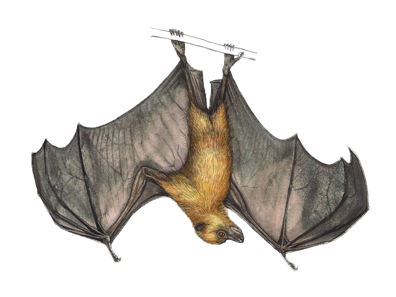 Wissenschaftliche Illustration des Rodrigues-Flughunds.