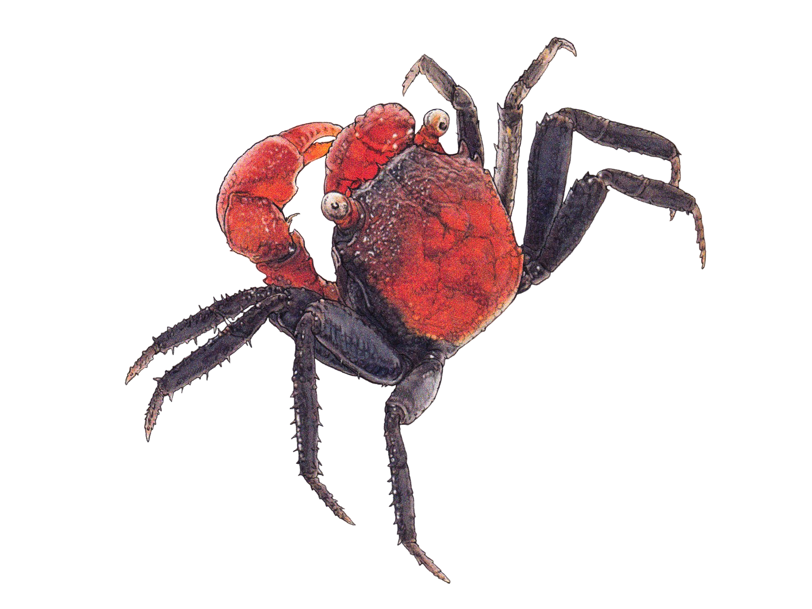 Wissenschaftliche Illustration der Roten Vampirkrabbe.