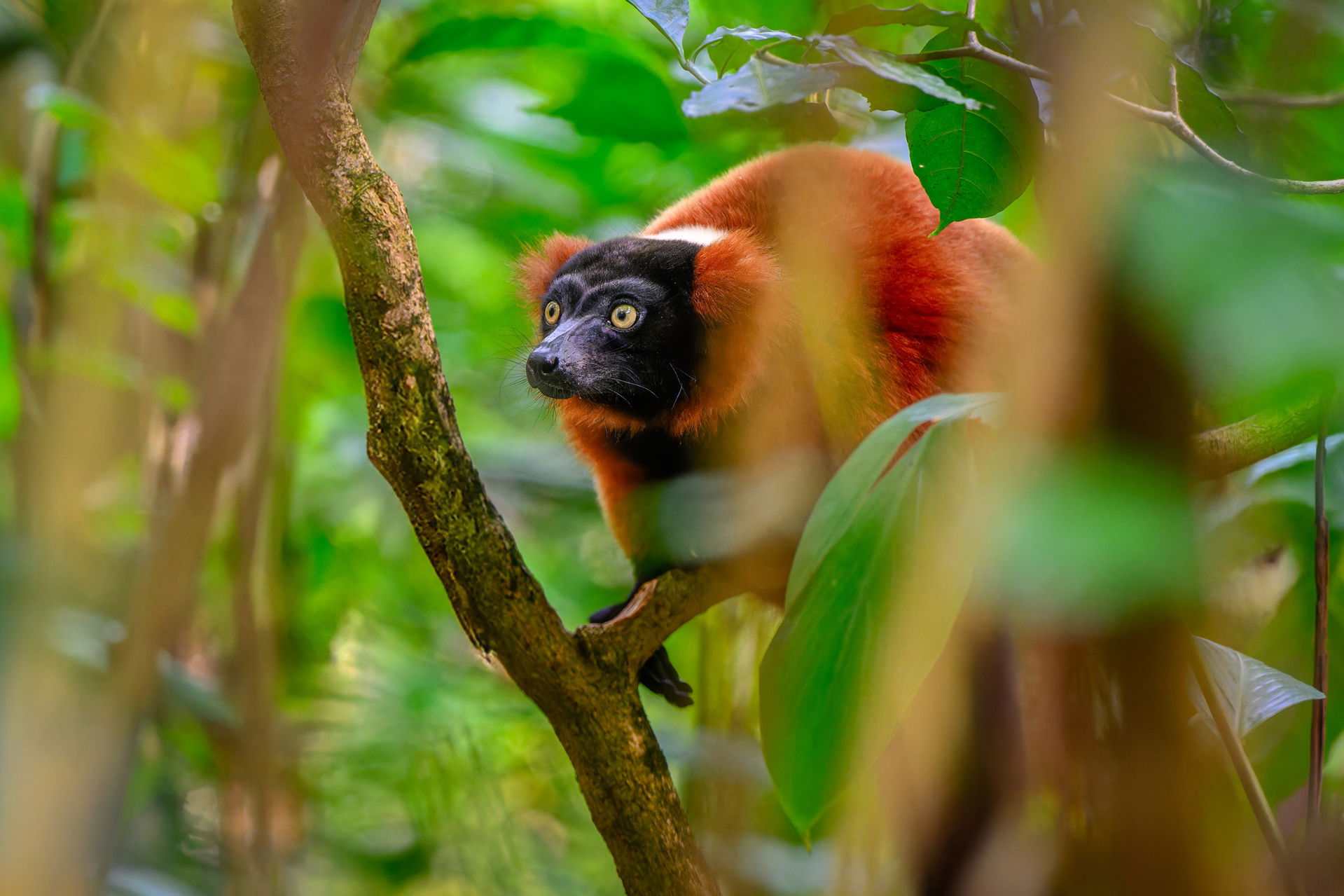 Roter Vari (Varecia rubra) im Masoala Regenwald des Zoo Zürich.