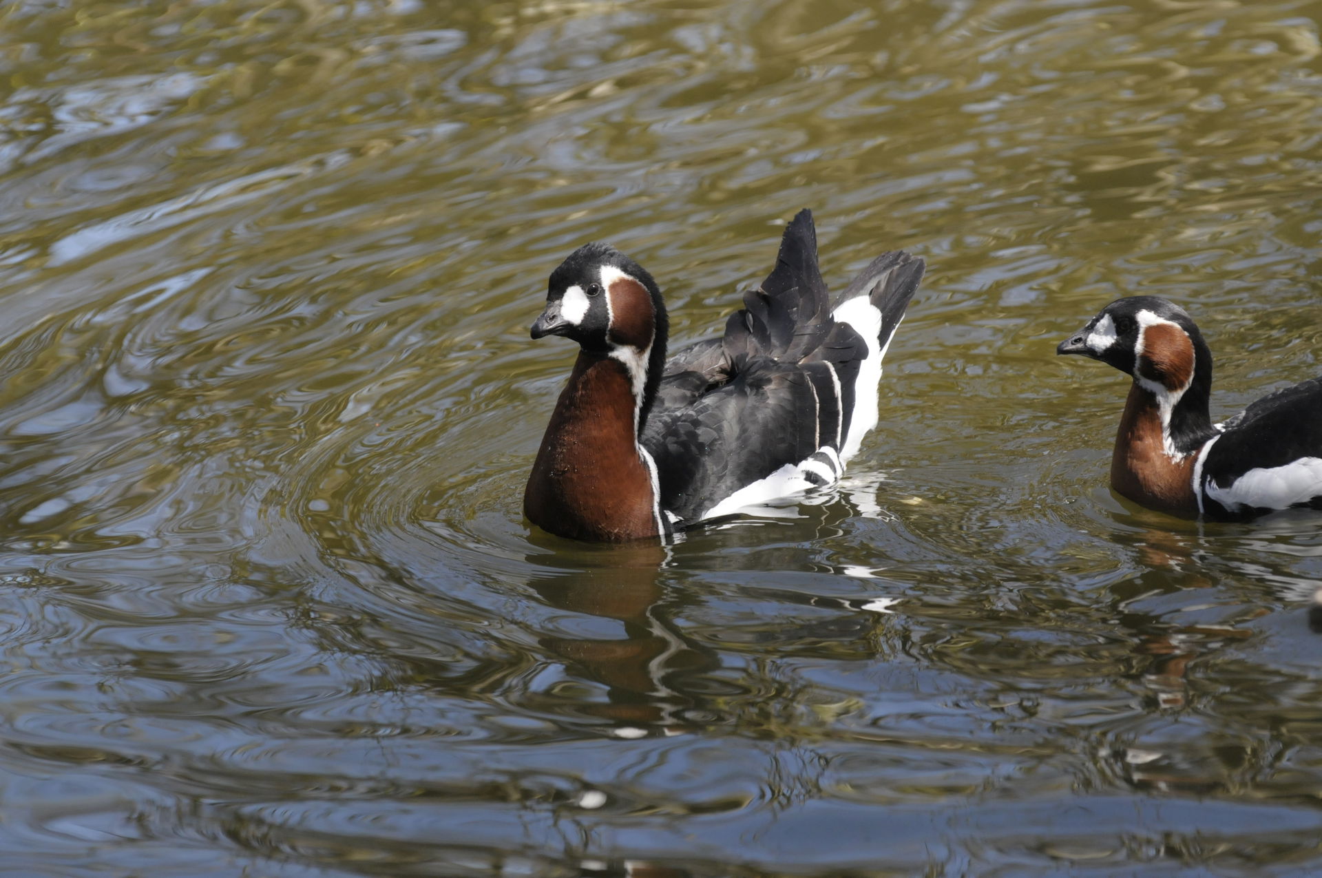 Rothalsgans im Zoo Zürich