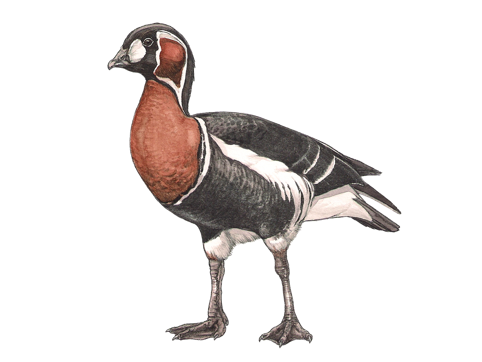 Wissenschaftliche Illustration der Rothalsgans.
