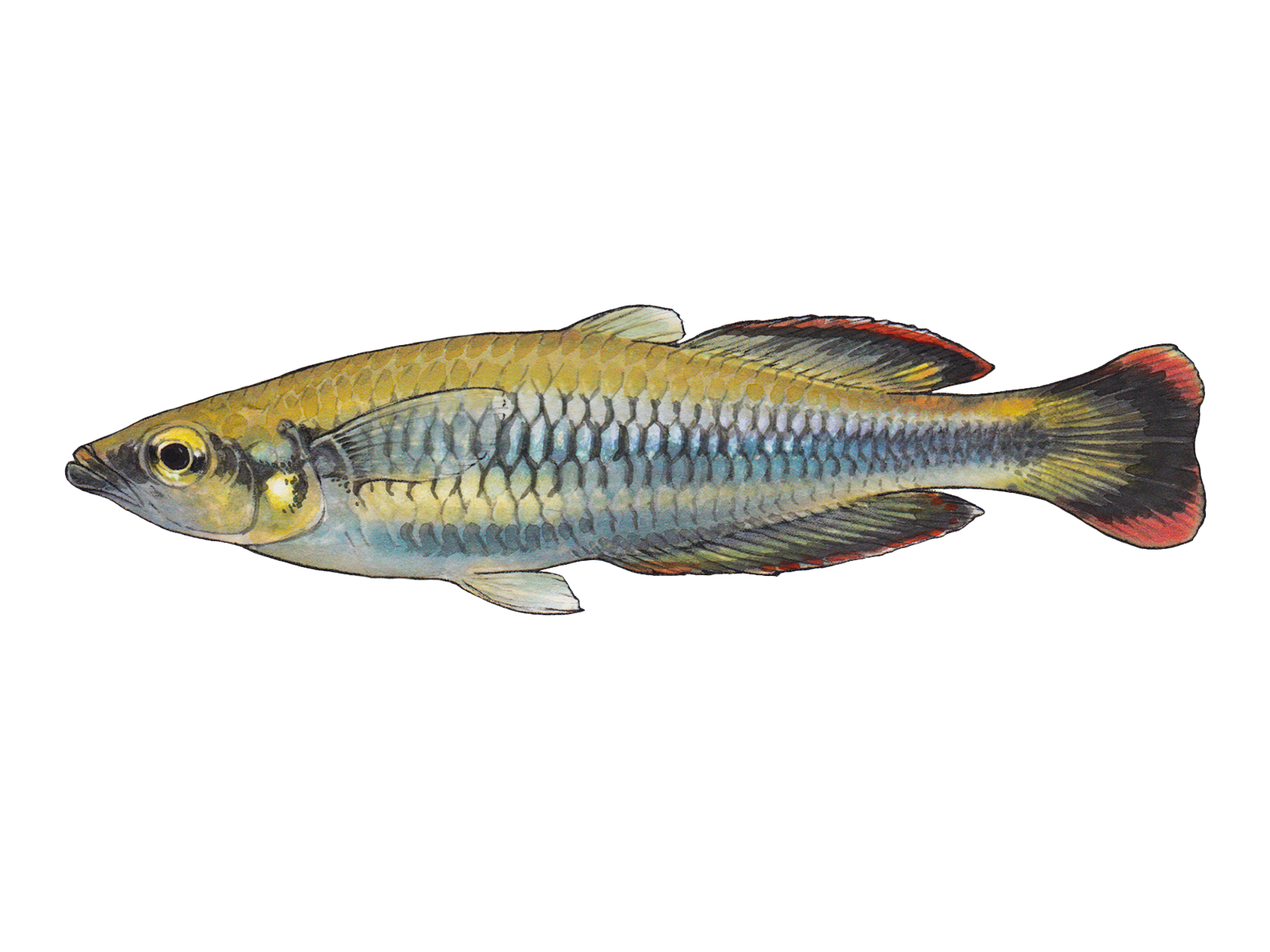 Wissenschaftliche Illustration des Rotschwanz-Ährenfisches.