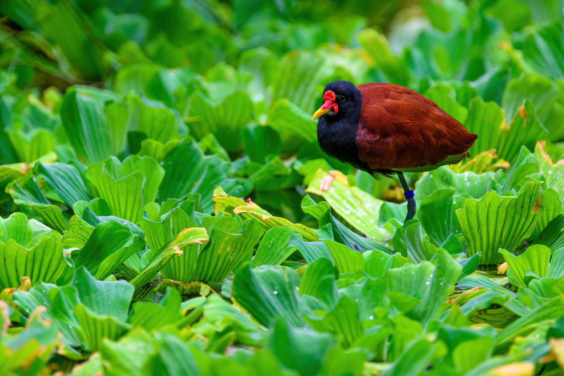 Rotstirn-Blatthühnchen (Jacana jacana) im Masoala Regenwald des Zoo Zürich