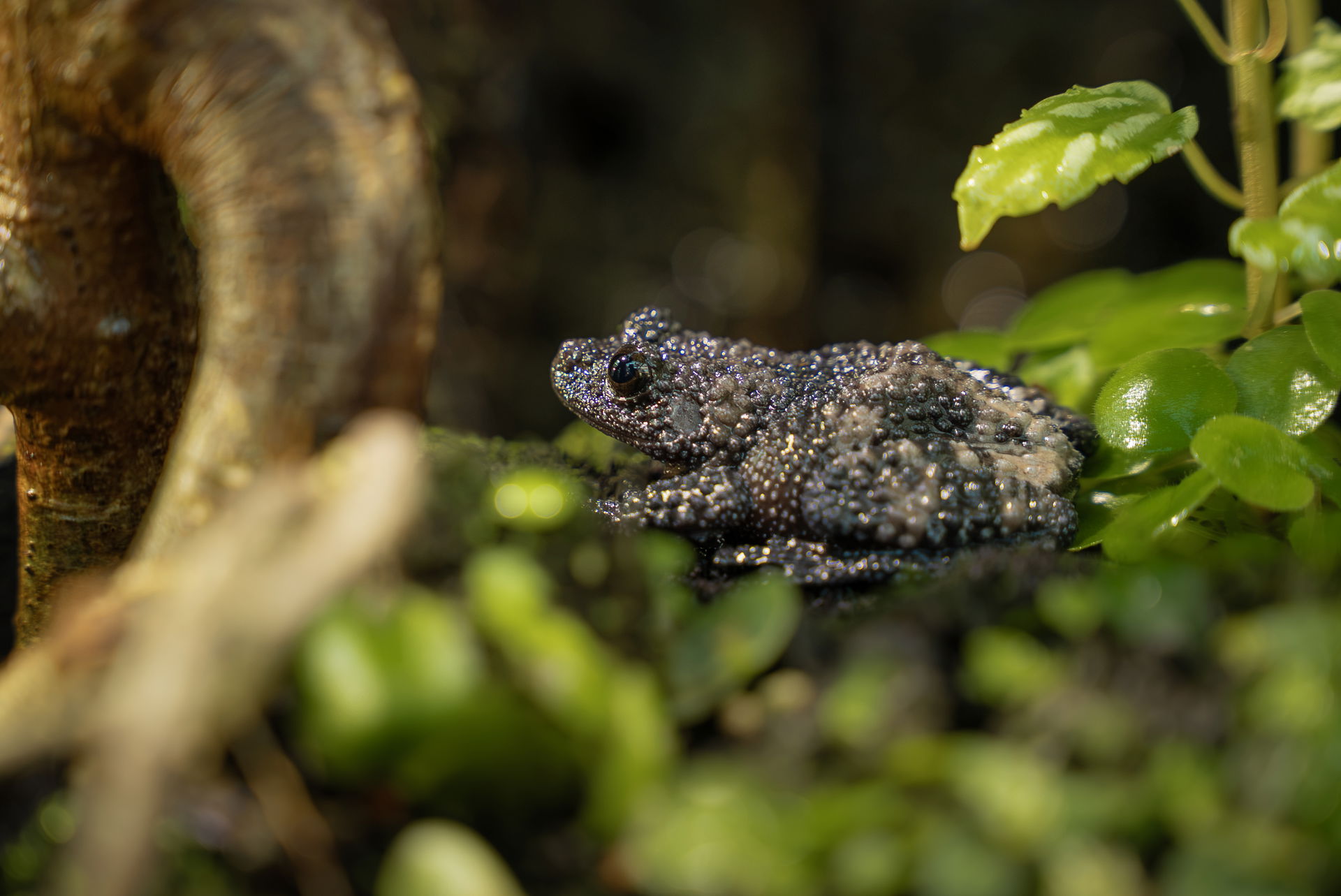 Ryabovs-Flechtenfrosch im Terrarium des Zoo Zürich