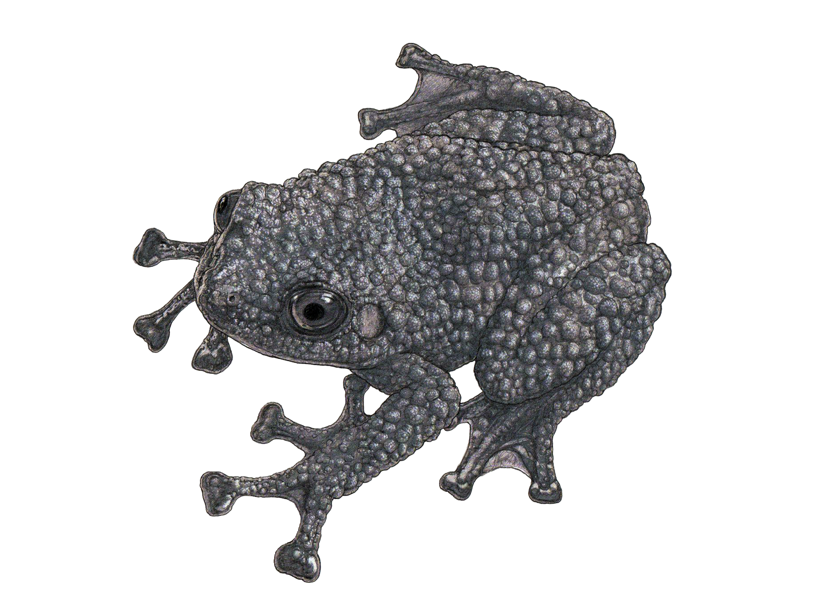 Wissenschaftliche Illustration des Ryabovs Flechtenfrosches