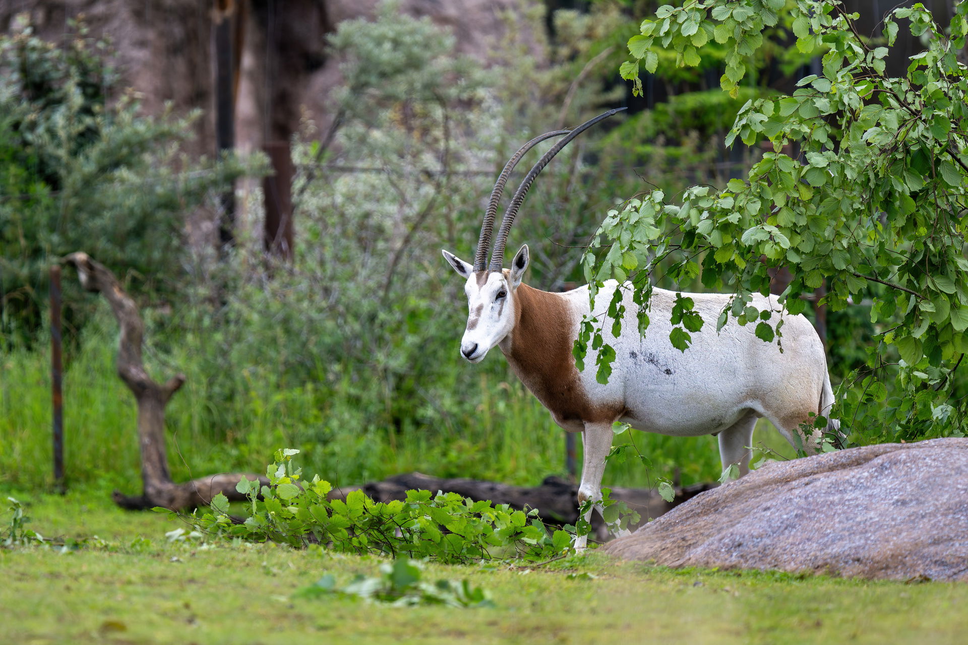 Säbelantilope (Oryx dammah) in der Lewa Savanne des Zoo Zürich