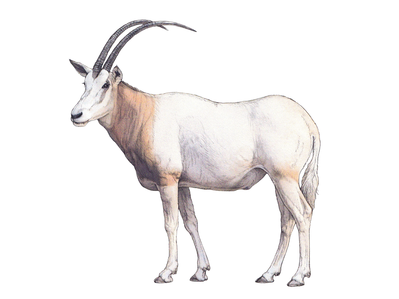 Wissenschaftliche Illustration der Säbelantilope.
