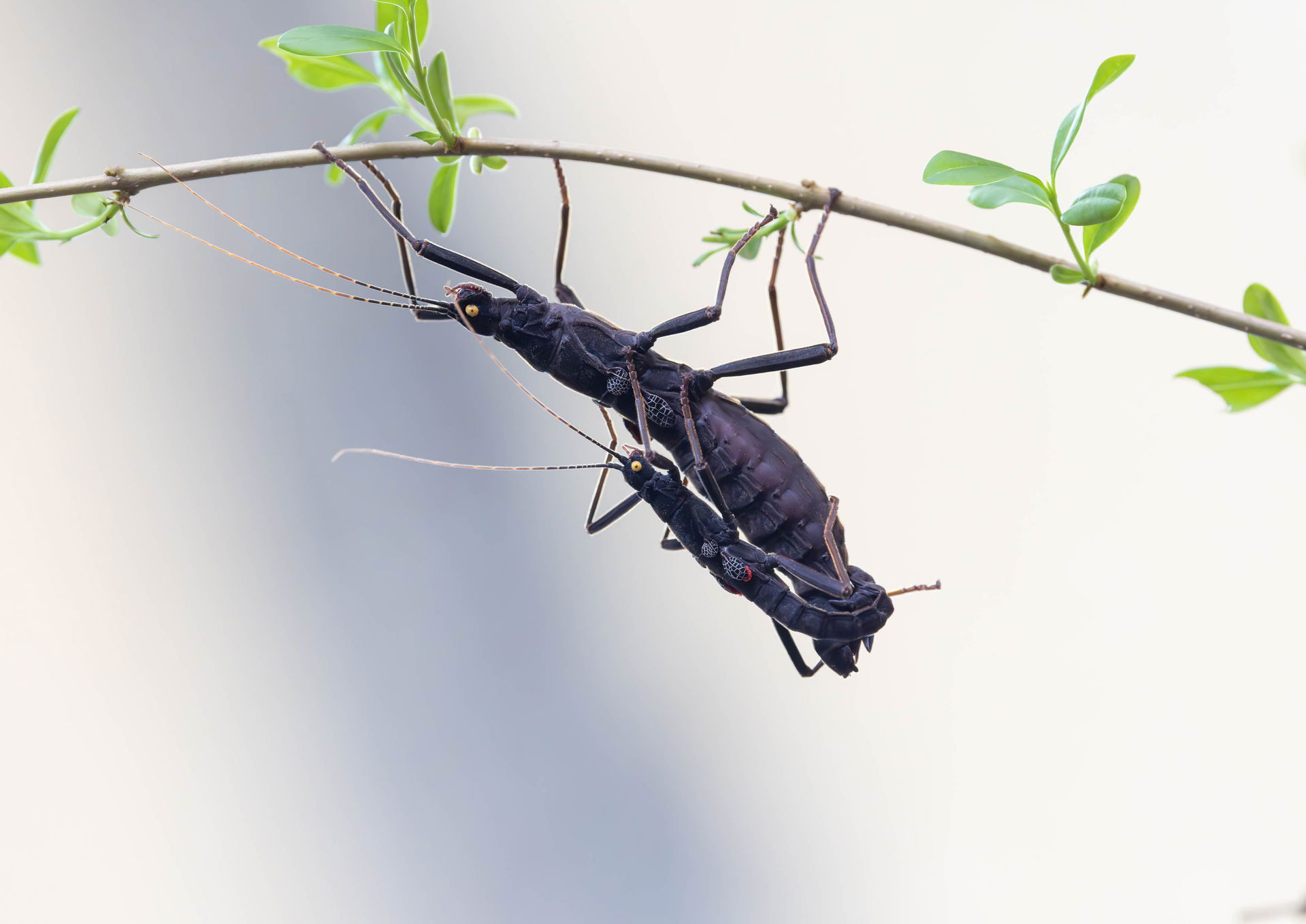 Samtschrecke im Insektenwald des Zoo Zürich
