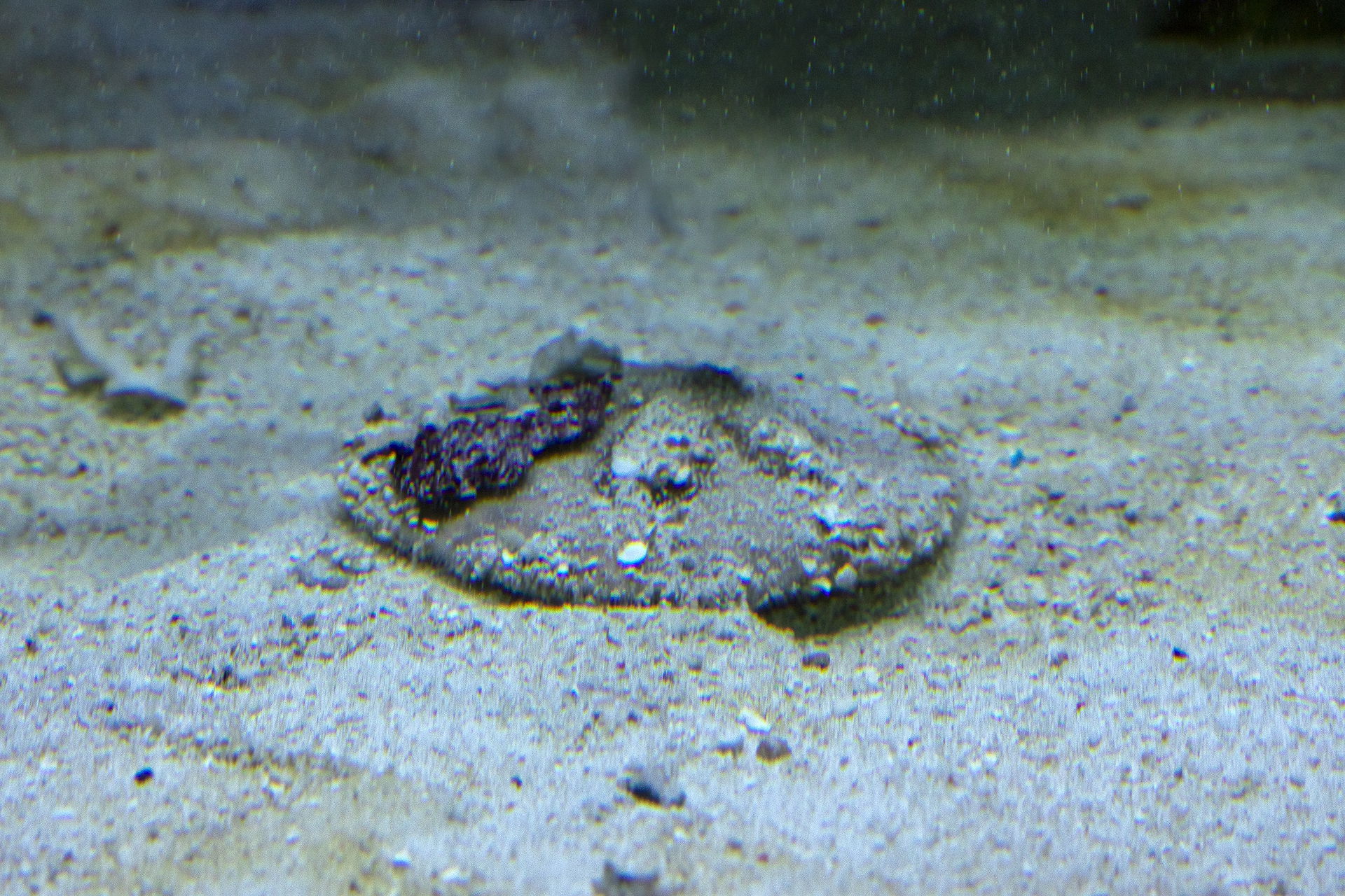 Sanddollar im Aqarium des Zoo Zürich