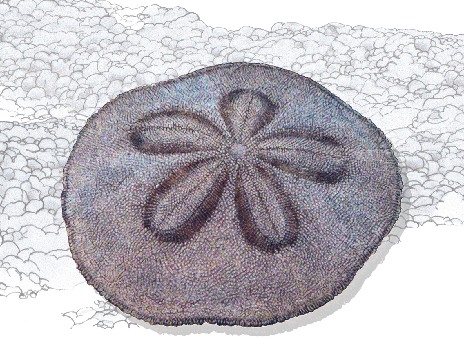 Wissenschaftliche Illustration des Sanddollars.