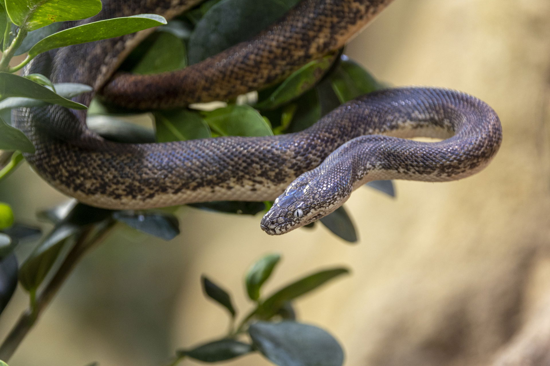 Savu-Python (Liasis savuensis) im Zoo Zürich