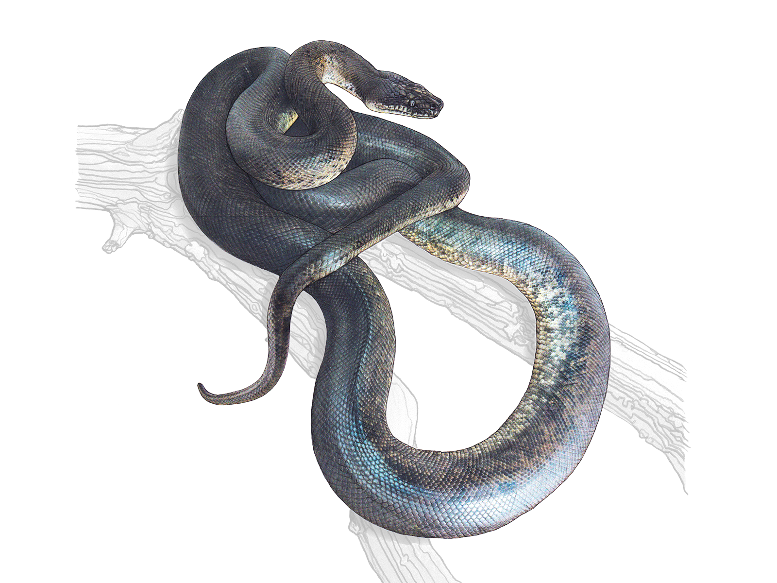 Wissenschaftliche Illustration des Savu-Pythons.
